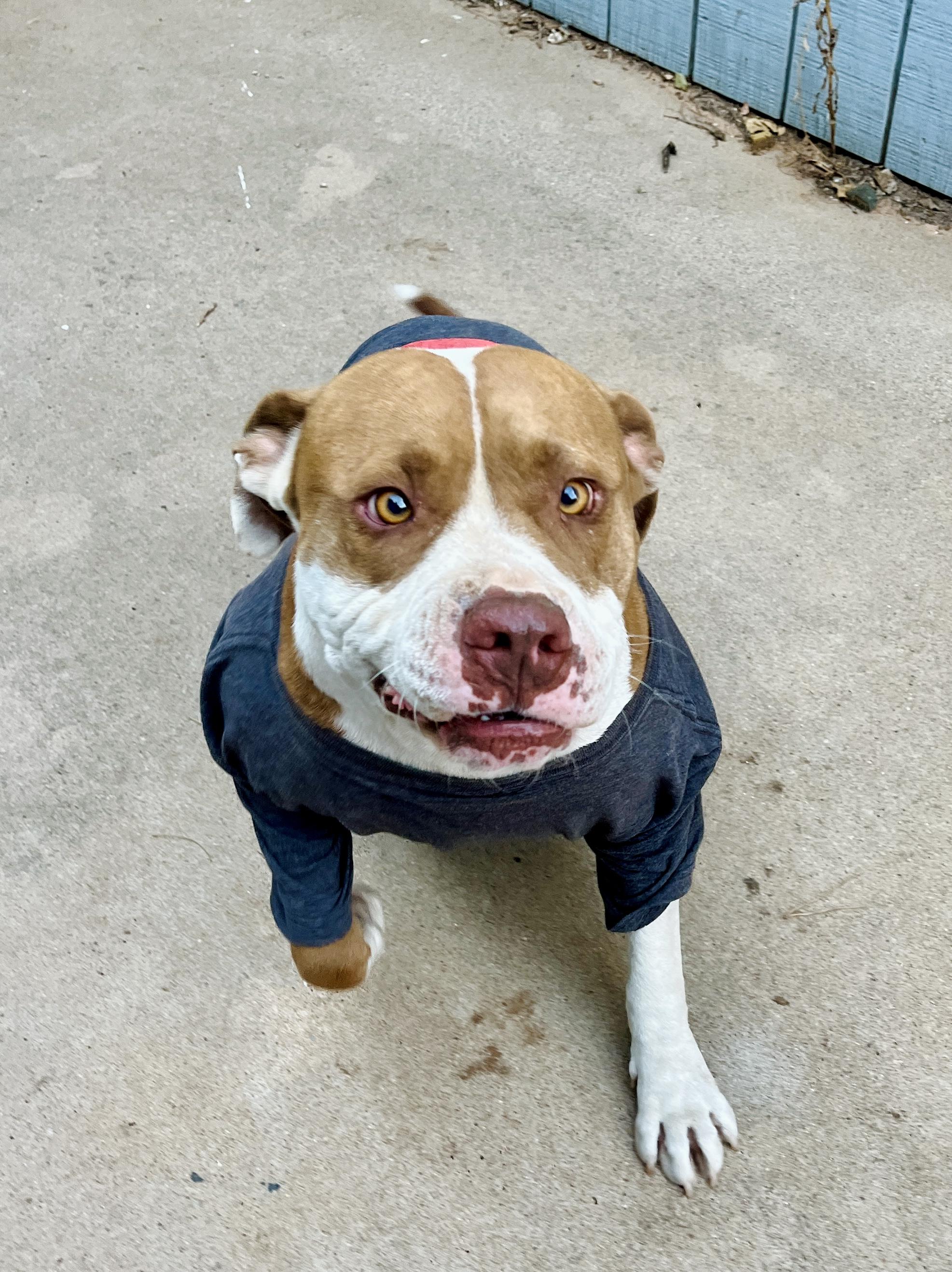 Enlarge Buddy, a Adoptable American Bulldog in Dallas , TX image 4/4
