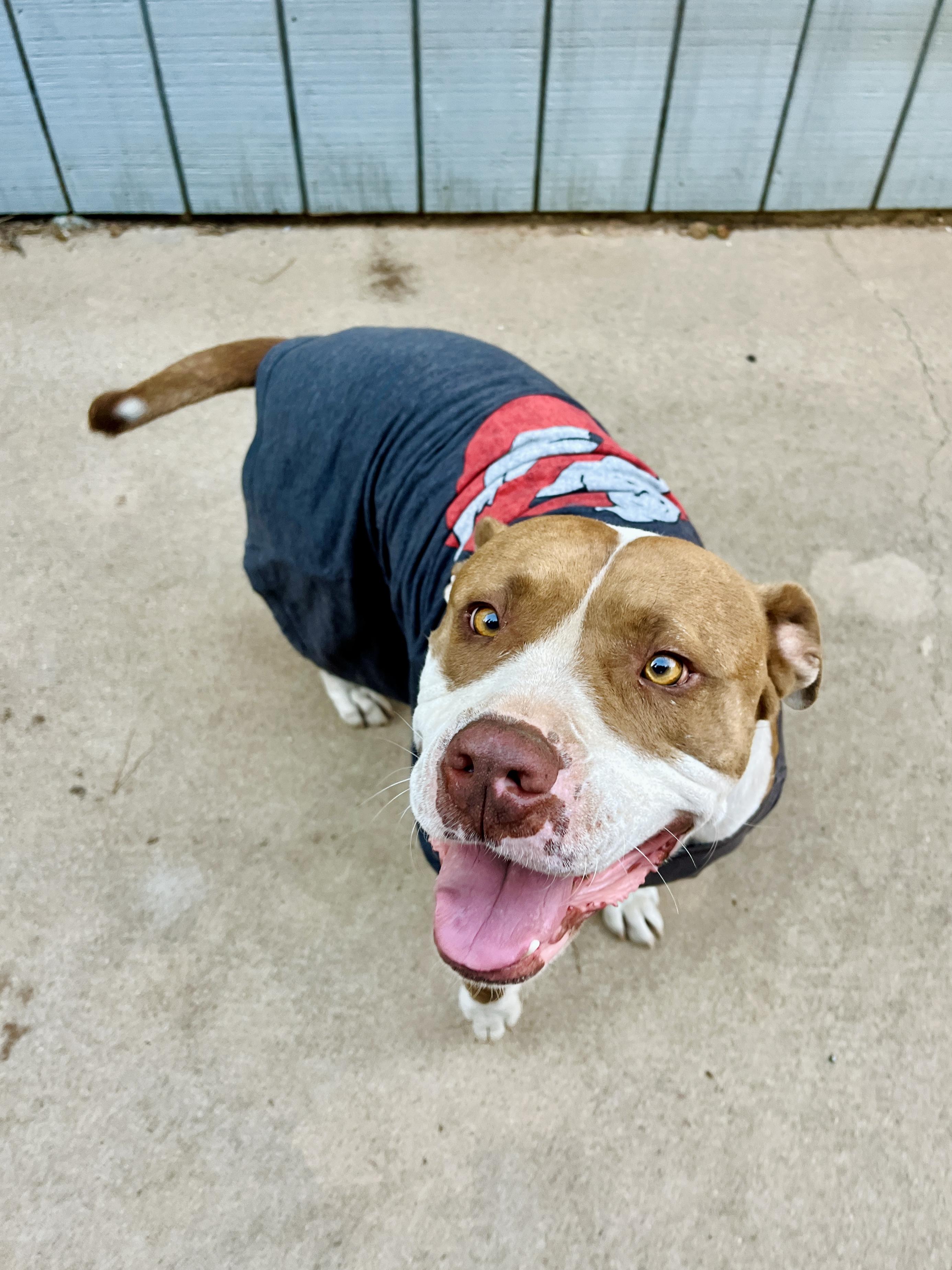 Enlarge Buddy, a Adoptable American Bulldog in Dallas , TX image 2/4