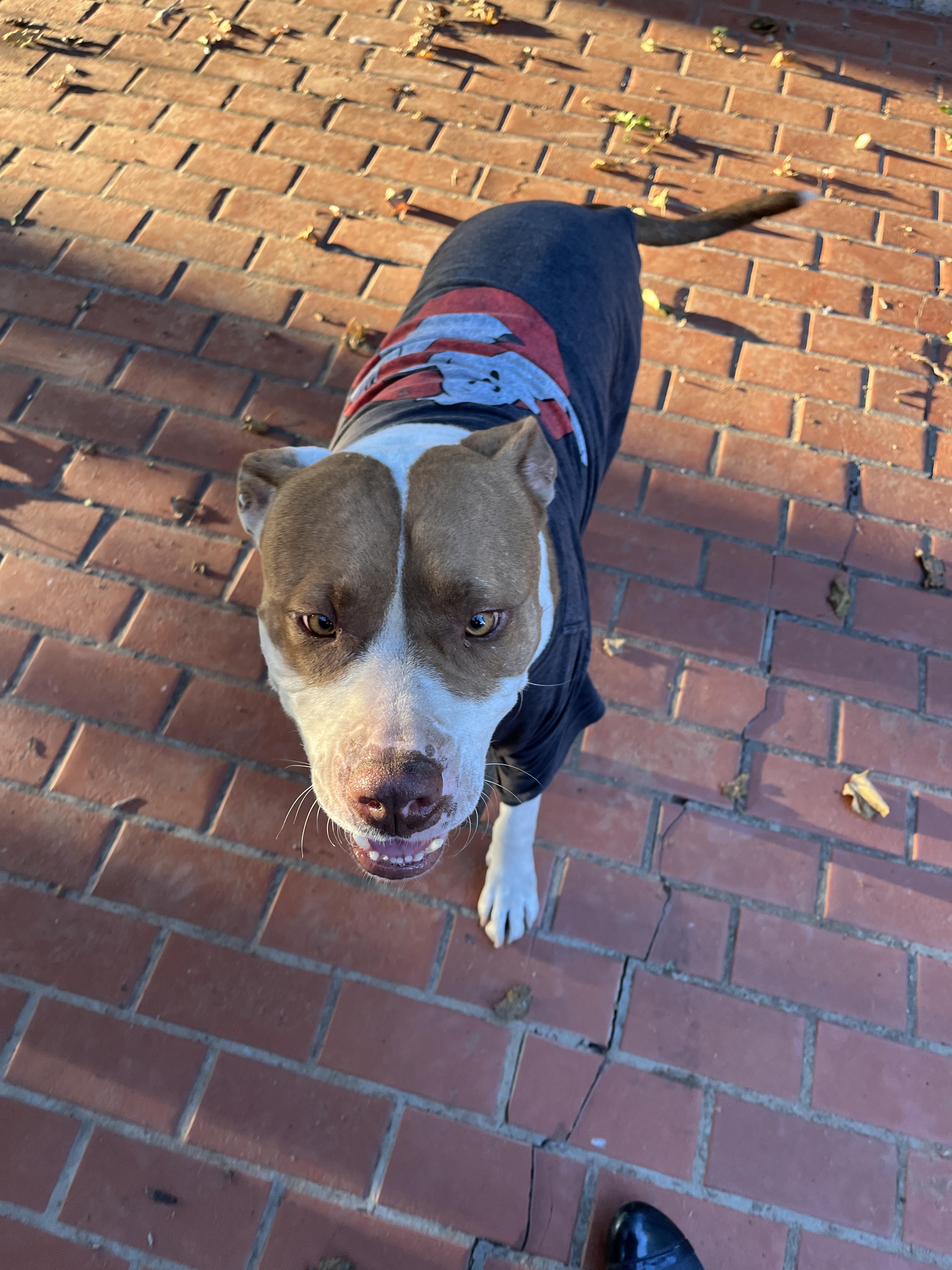 Enlarge Buddy, a Adoptable American Bulldog in Dallas , TX image 3/4