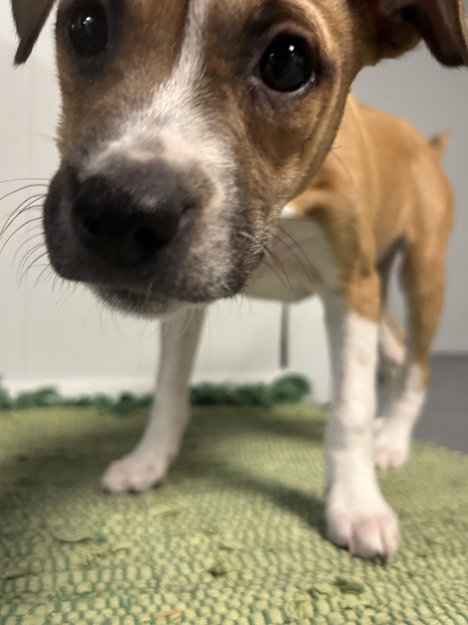 Enlarge Connor, a Adoptable mixed breed in Mechanicsburg, PA image 1/3