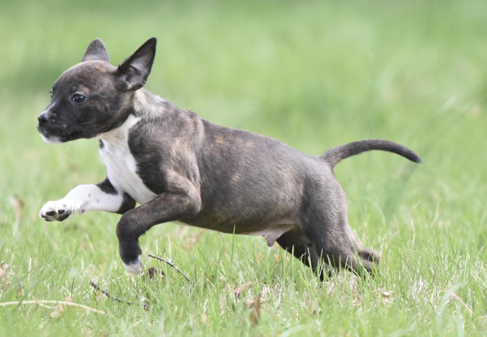 Enlarge Connor, a Adoptable mixed breed in Mechanicsburg, PA image 2/3