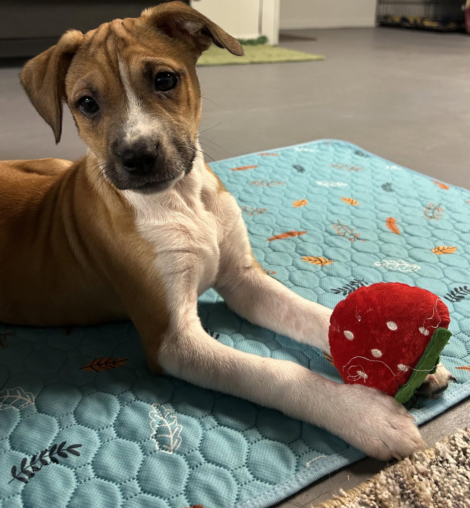 Enlarge Connor, a Adoptable mixed breed in Mechanicsburg, PA image 2/3