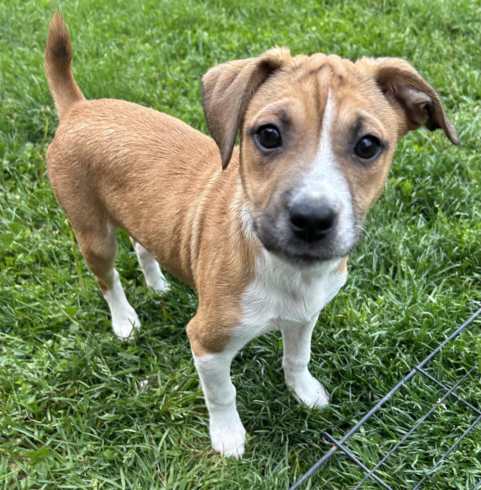 Enlarge Connor, a Adoptable mixed breed in Mechanicsburg, PA image 3/3