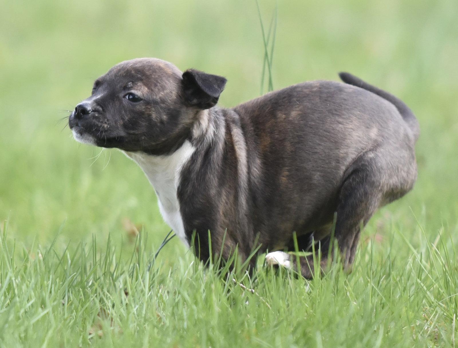 Enlarge Connor, a Adoptable mixed breed in Mechanicsburg, PA image 3/3