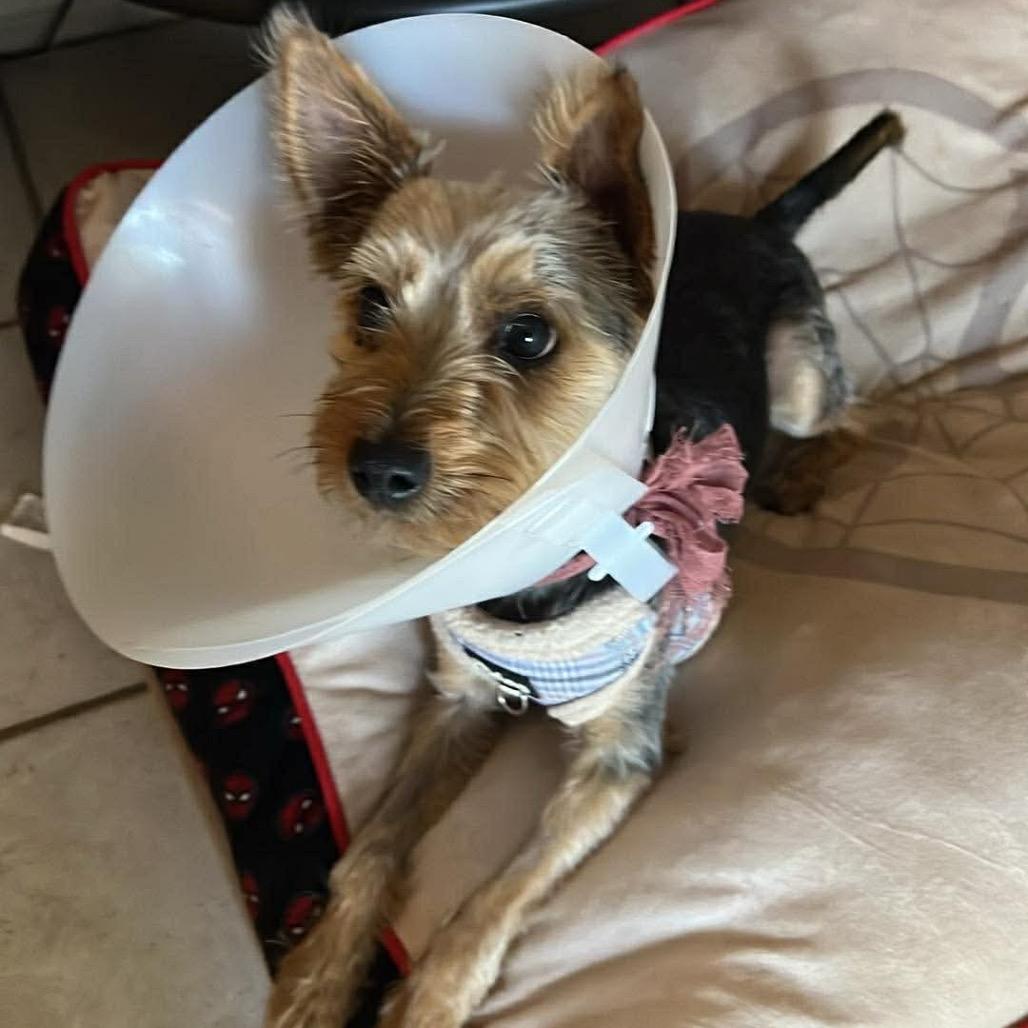 Enlarge Jameson, a Adoptable Yorkshire Terrier in Las Vegas, NV image 1/6