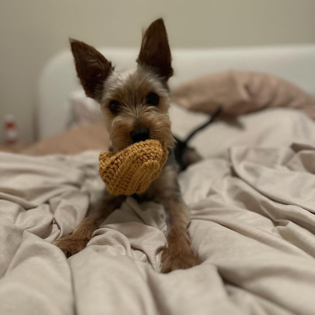 Enlarge Jameson, a Adoptable Yorkshire Terrier in Las Vegas, NV image 2/6