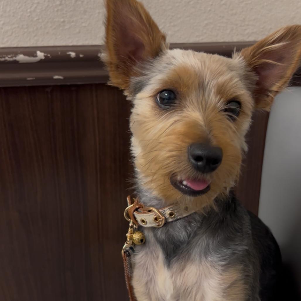 Enlarge Jameson, a Adoptable Yorkshire Terrier in Las Vegas, NV image 3/6