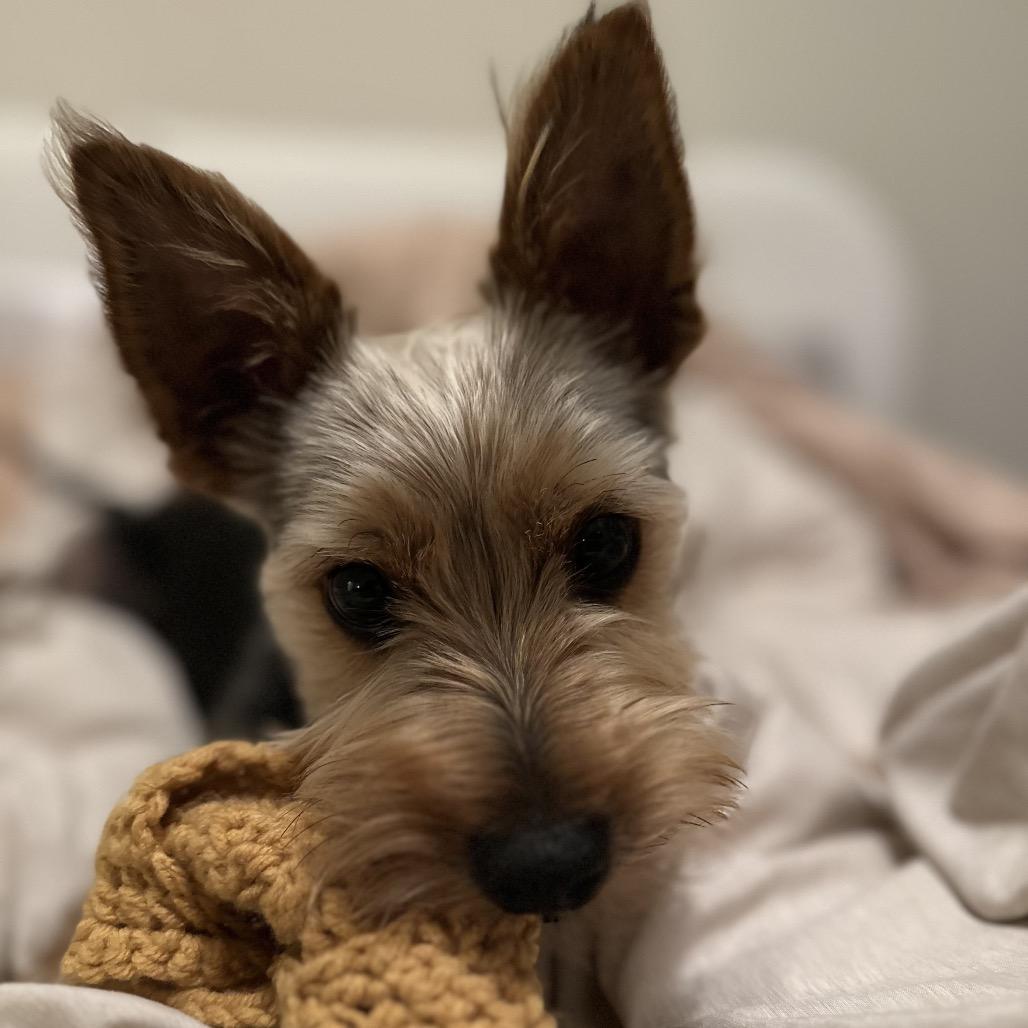 Enlarge Jameson, a Adoptable Yorkshire Terrier in Las Vegas, NV image 4/6