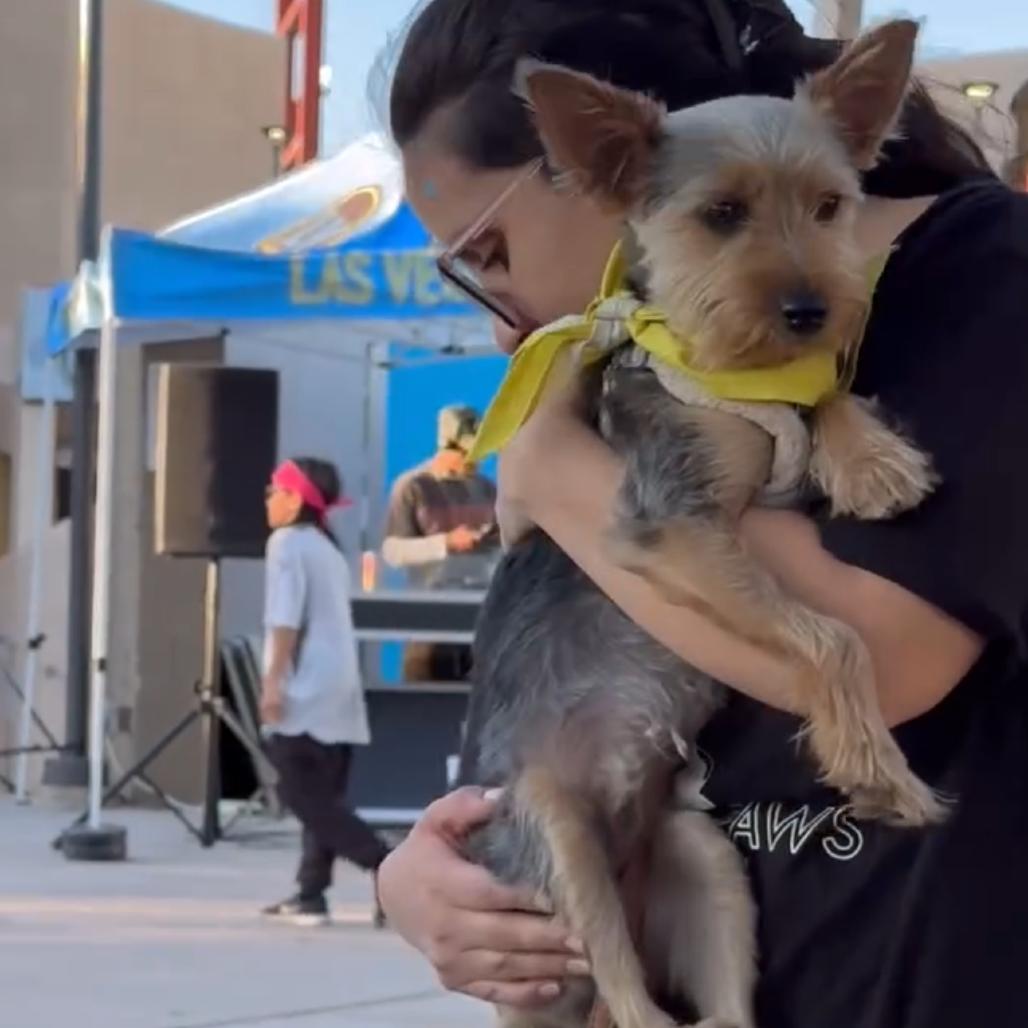 Enlarge Jameson, a Adoptable Yorkshire Terrier in Las Vegas, NV image 5/6