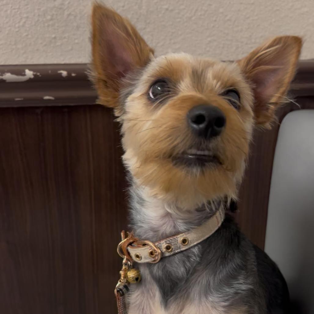 Enlarge Jameson, a Adoptable Yorkshire Terrier in Las Vegas, NV image 6/6