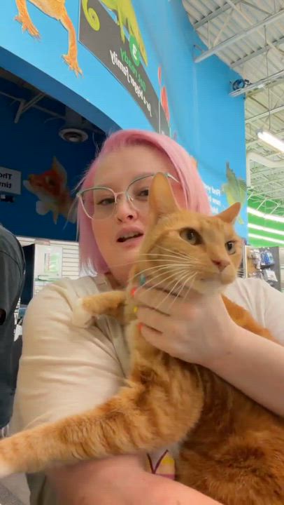 Enlarge Toby, a ADOPTABLE Domestic Short Hair in Beckley, WV video 2/2