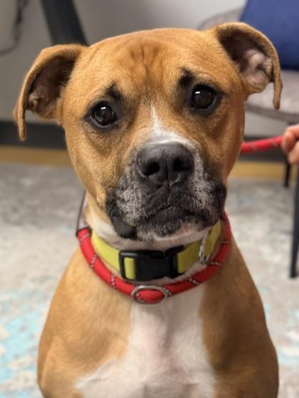 Enlarge Ace, a Adoptable mixed breed in Cincinnati, OH image 1/3