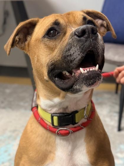 Enlarge Ace, a Adoptable mixed breed in Cincinnati, OH image 2/3