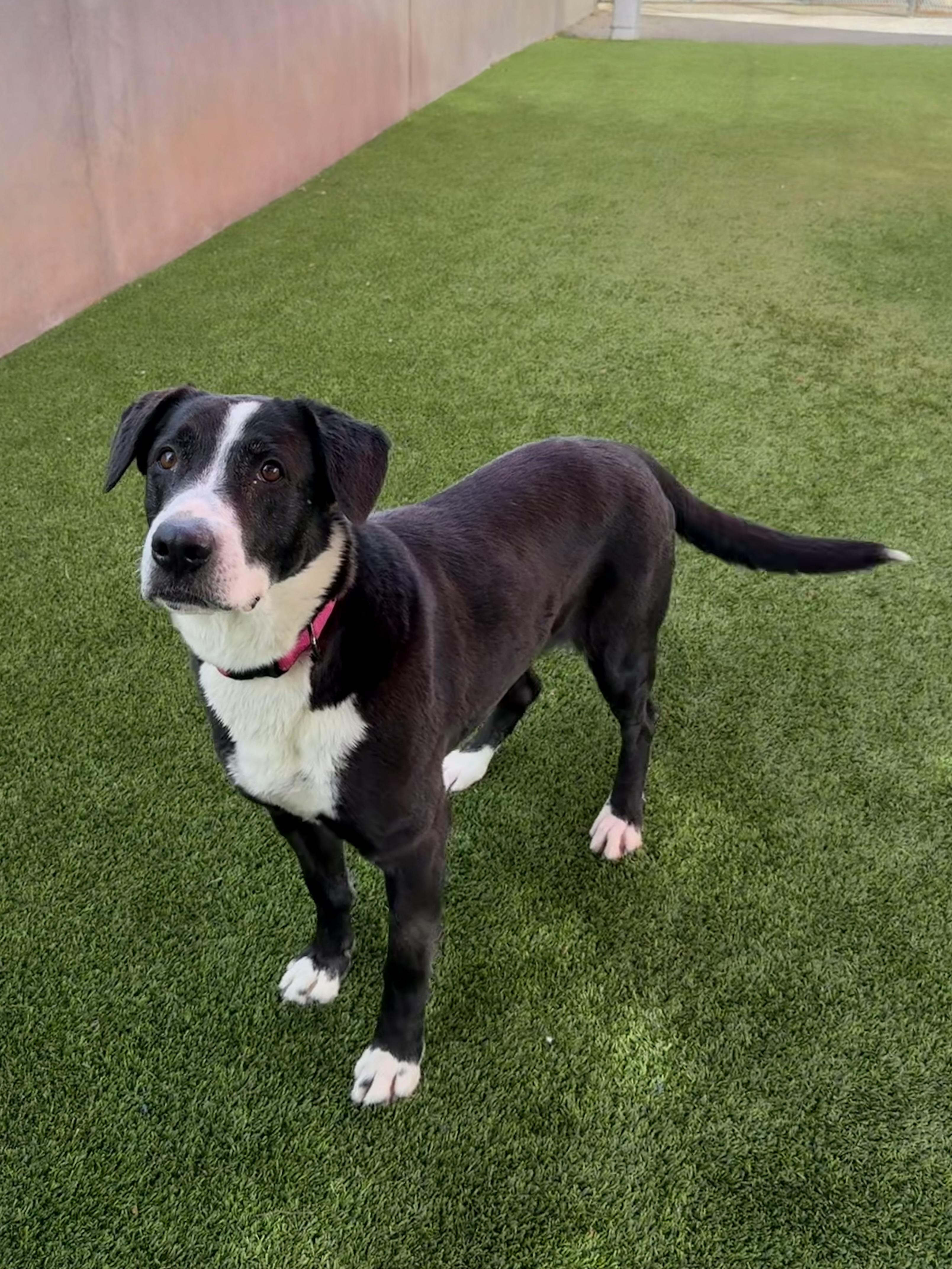 Jordan, ADOPTABLE, Adult Female Labrador Retriever.