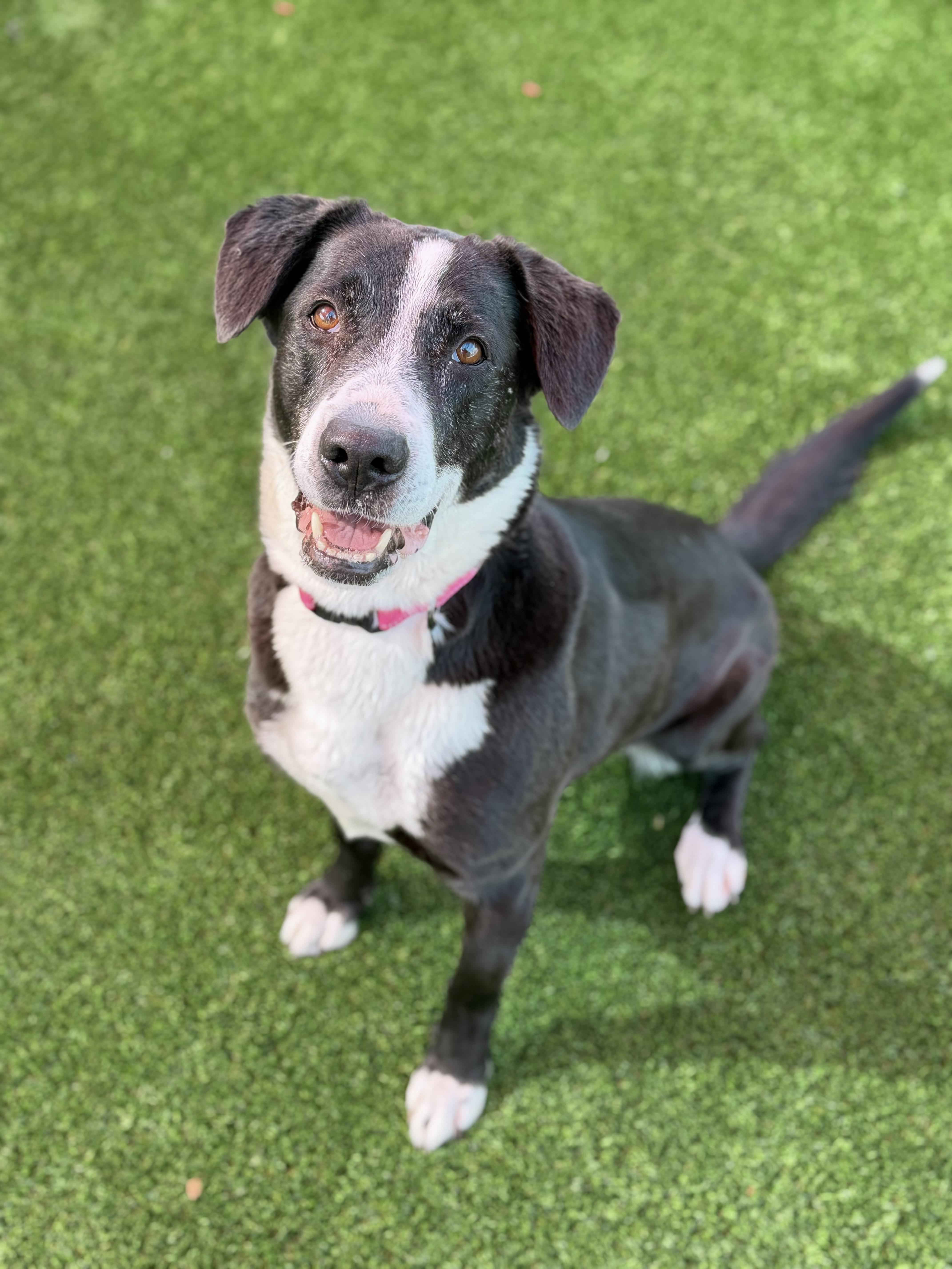 Enlarge Jordan, a ADOPTABLE mixed breed in Glendale, AZ image 2/2