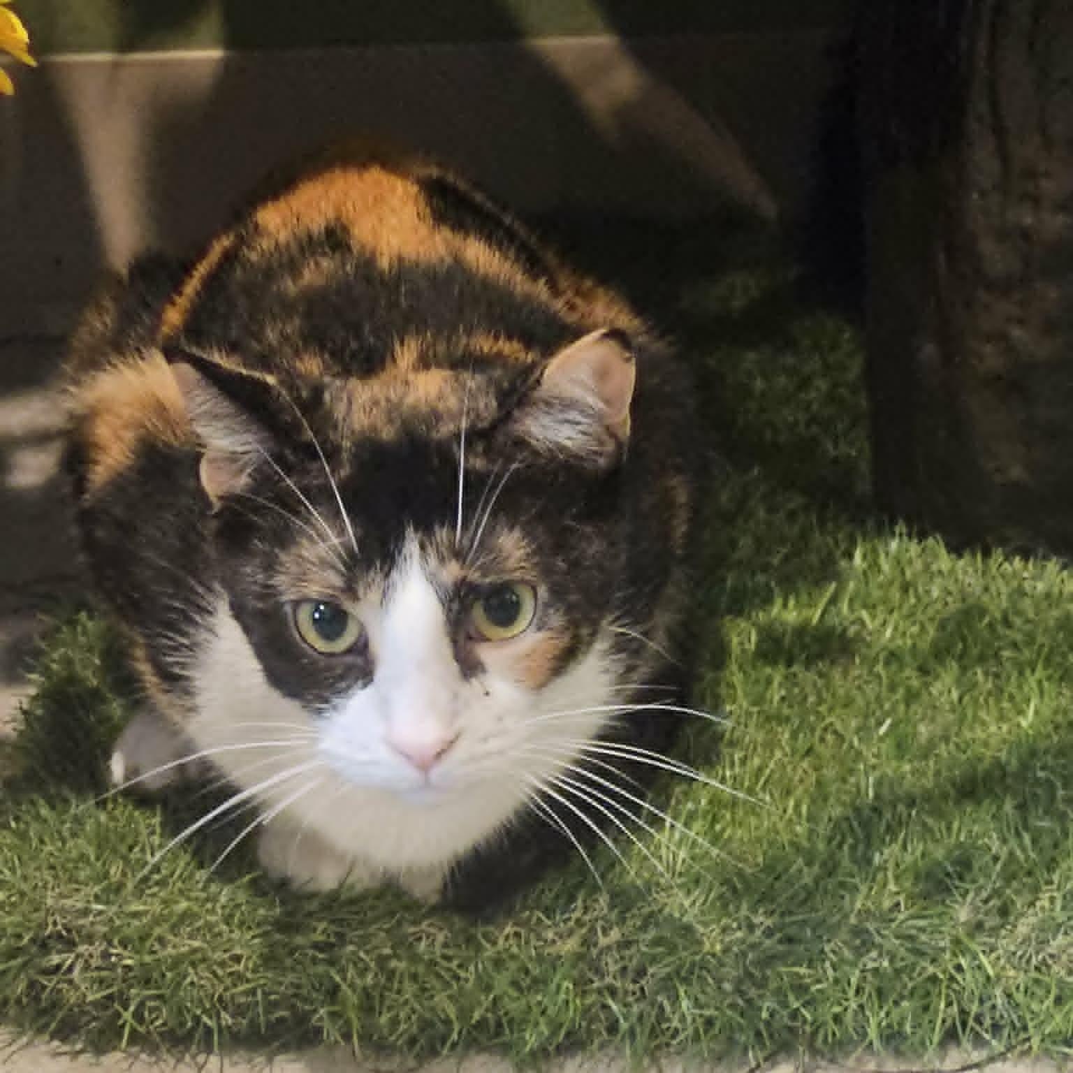 Enlarge Camilla (Beautiful Calico), a Adopted Domestic Short Hair in Rochester, NY image 1/2