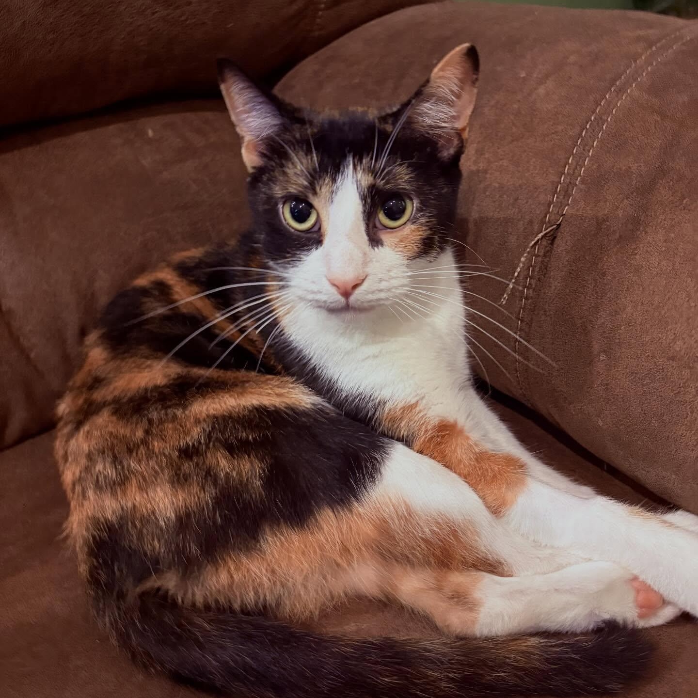 Enlarge Camilla (Beautiful Calico), a Adopted Domestic Short Hair in Rochester, NY image 2/2