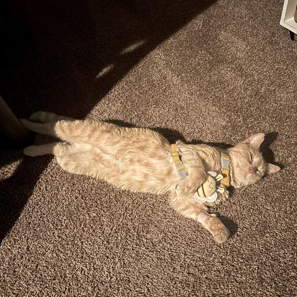 Enlarge Bartholomeu, a Adoptable Domestic Short Hair in Dallas, TX image 1/3