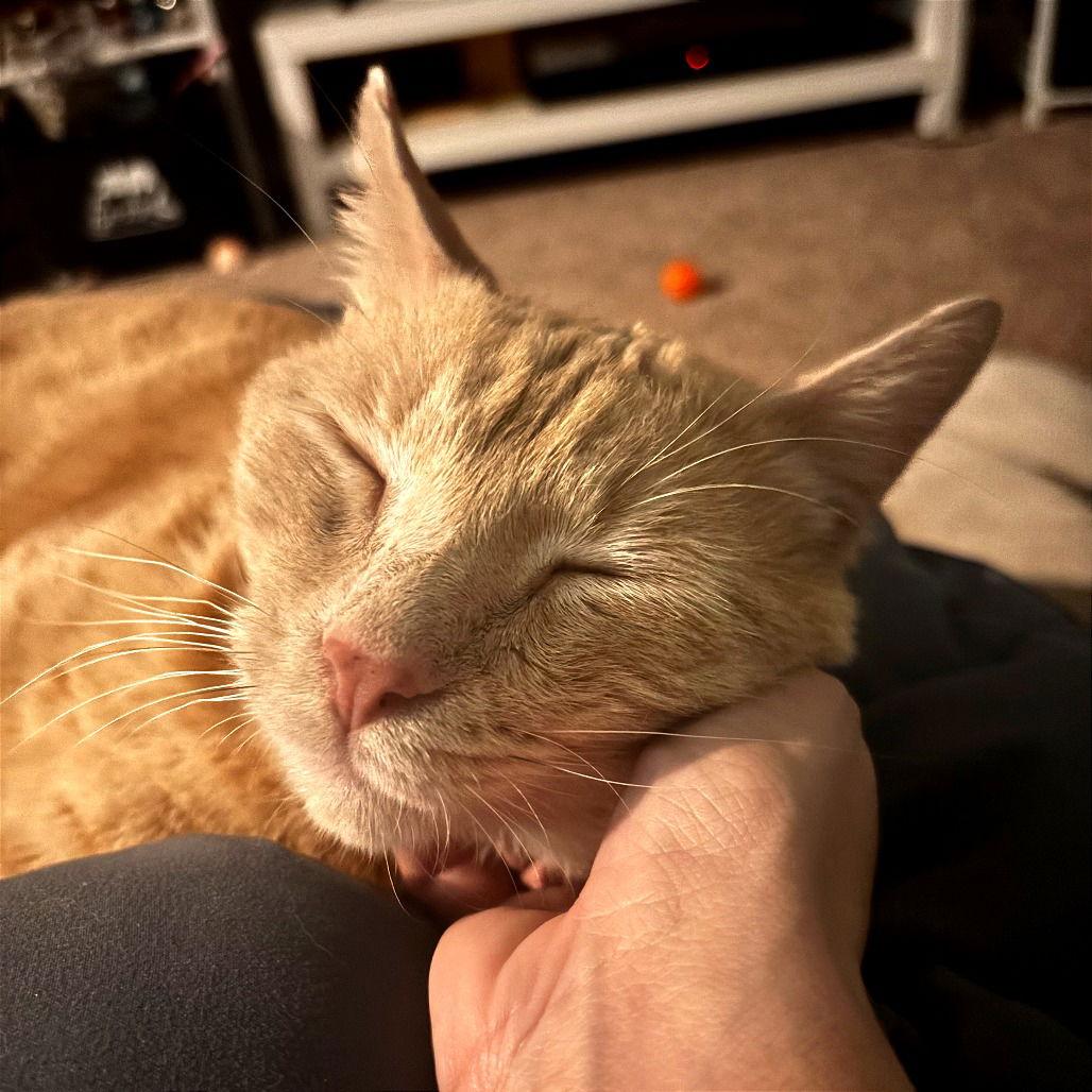 Enlarge Bartholomeu, a Adoptable Domestic Short Hair in Dallas, TX image 2/3