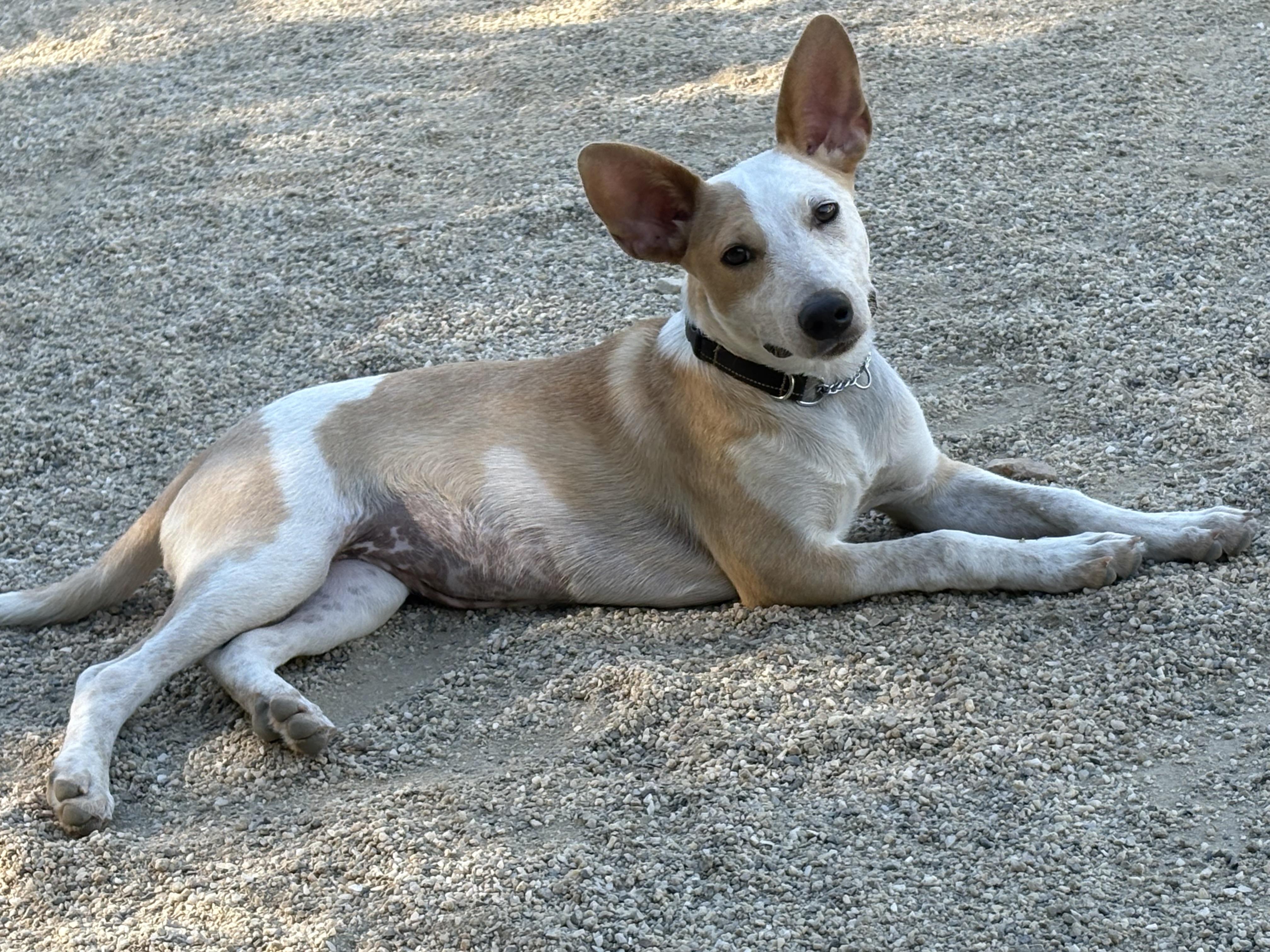 Milly, a ADOPTABLE mixed breed in Rough And Ready, CA image 6/6