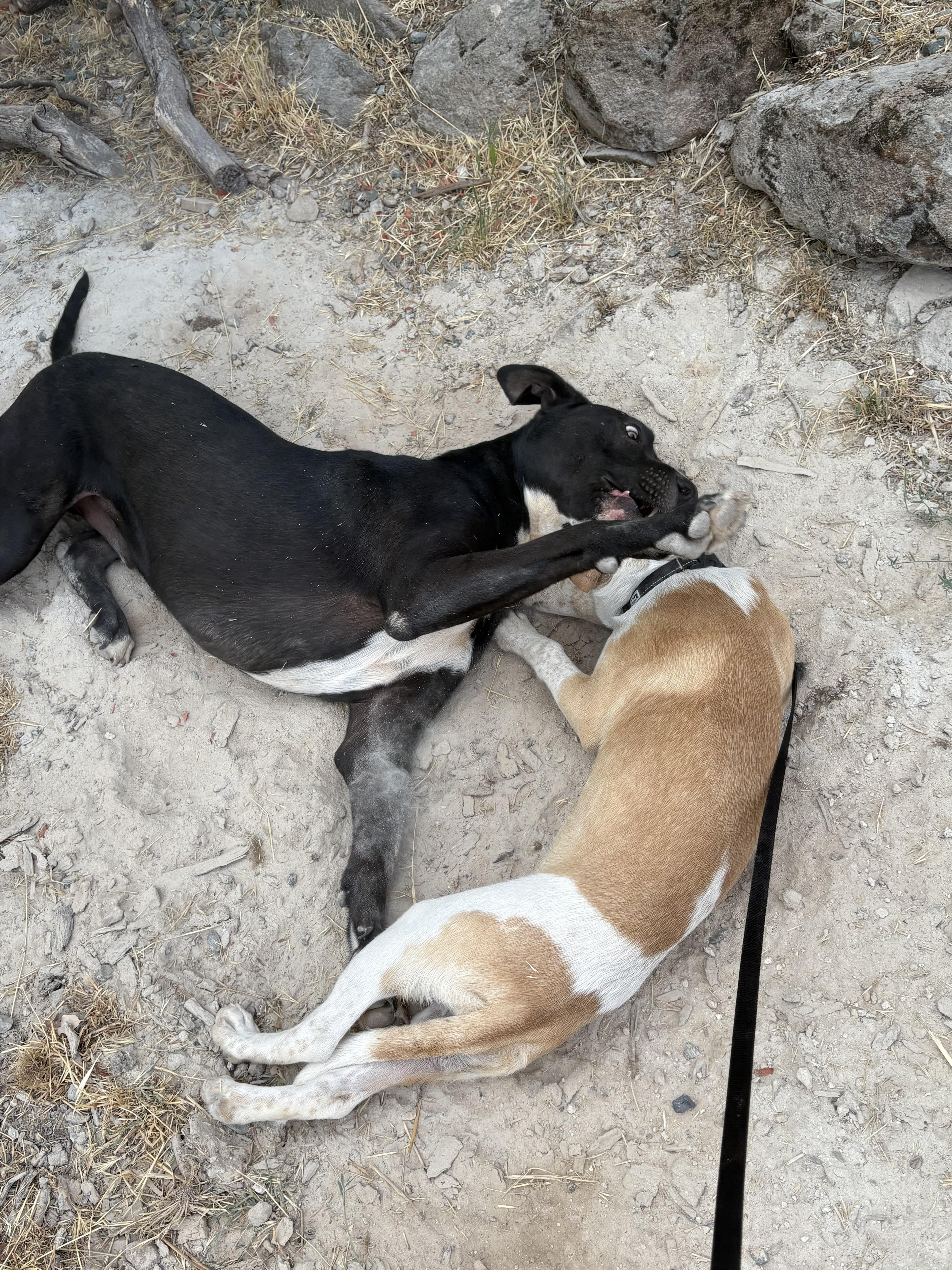 Milly, a ADOPTABLE mixed breed in Rough And Ready, CA image 4/6