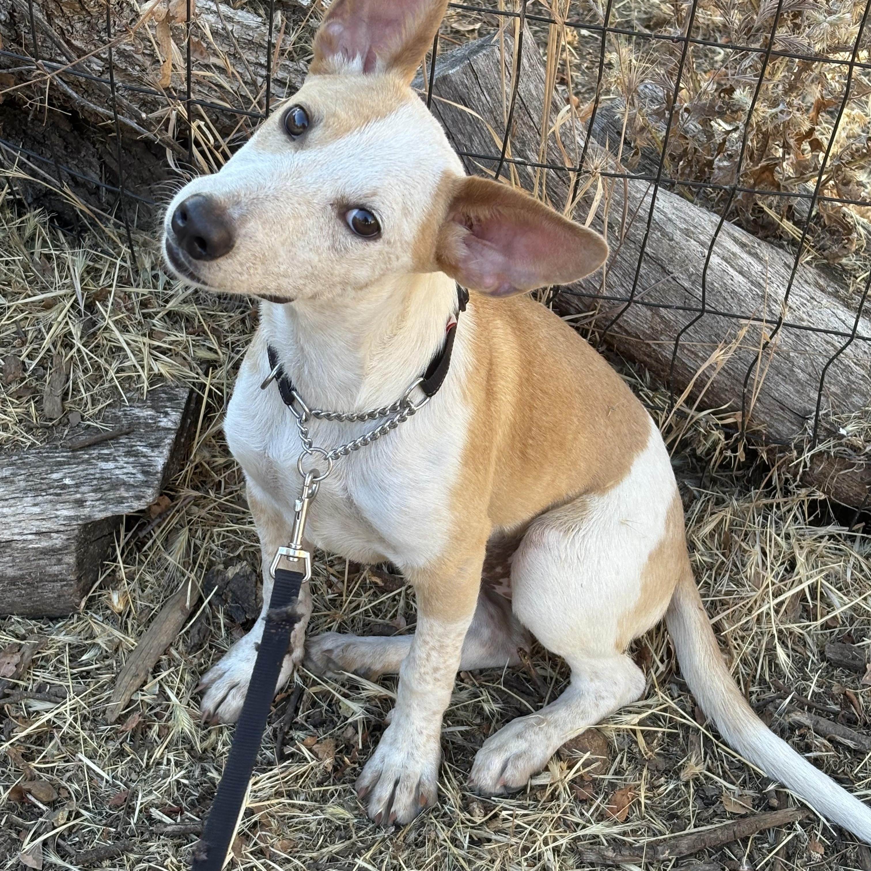 Milly, a ADOPTABLE mixed breed in Rough And Ready, CA image 3/6