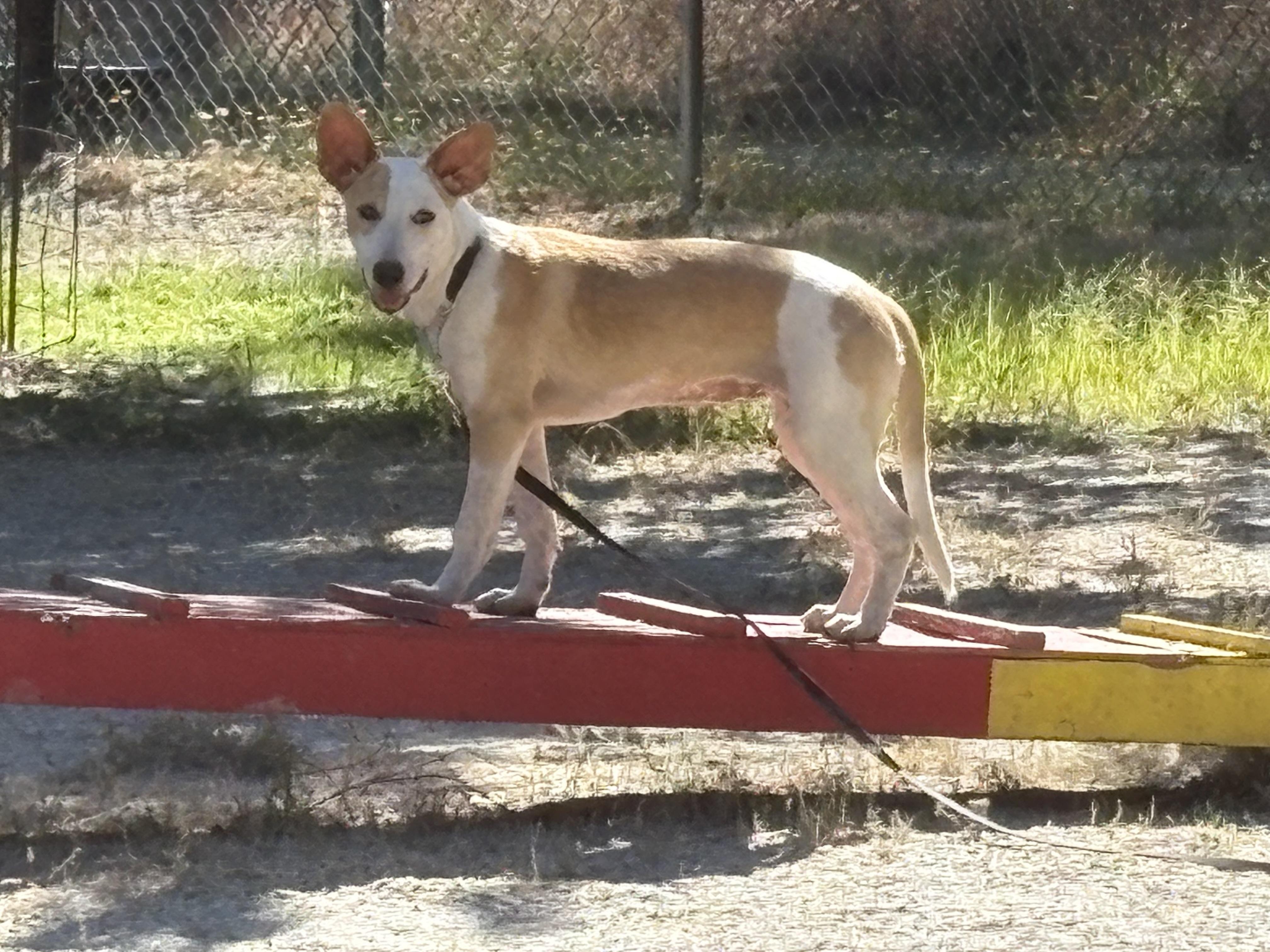 Milly, a ADOPTABLE mixed breed in Rough And Ready, CA image 5/6