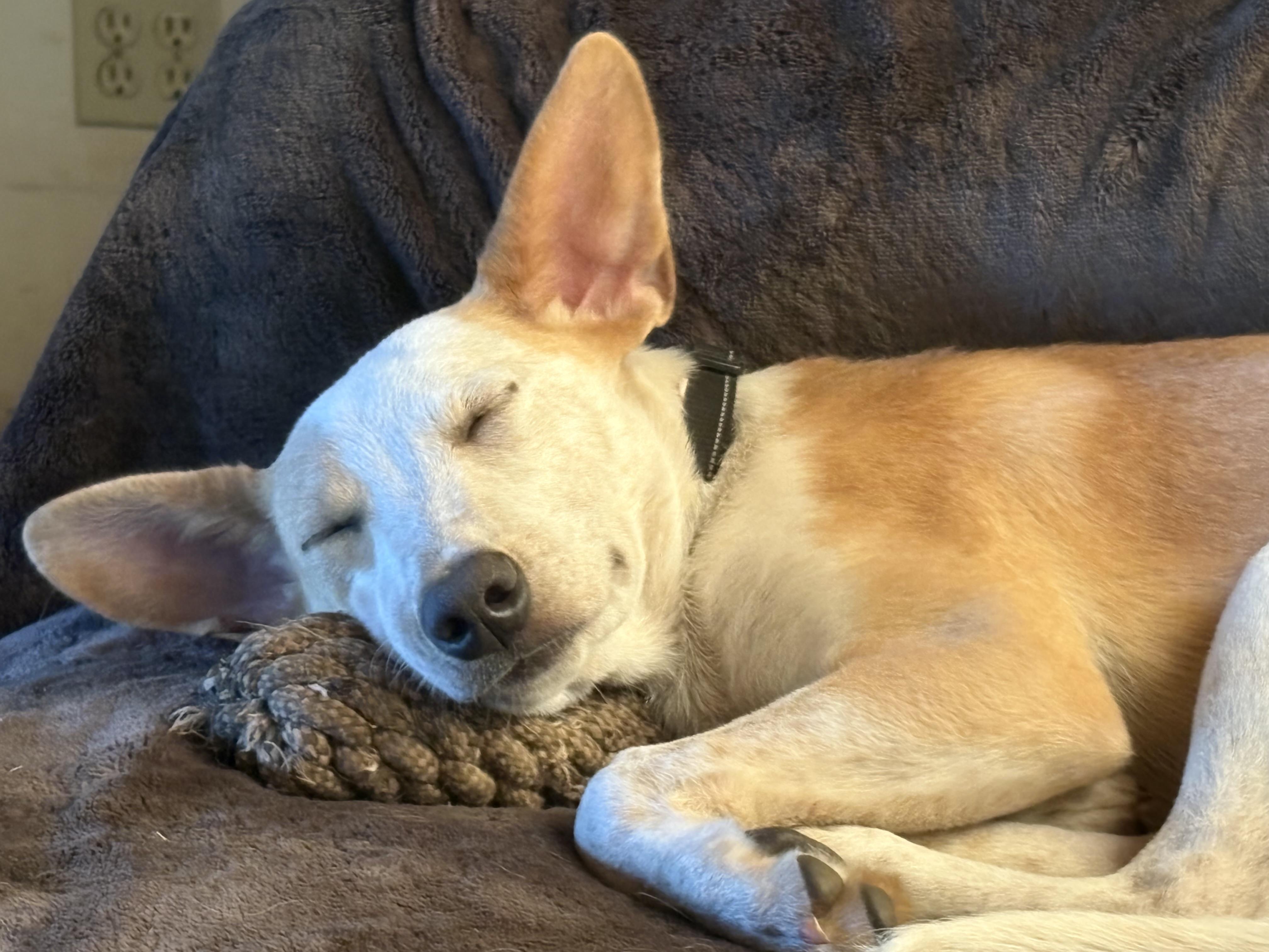 Milly, a ADOPTABLE mixed breed in Rough And Ready, CA image 1/6