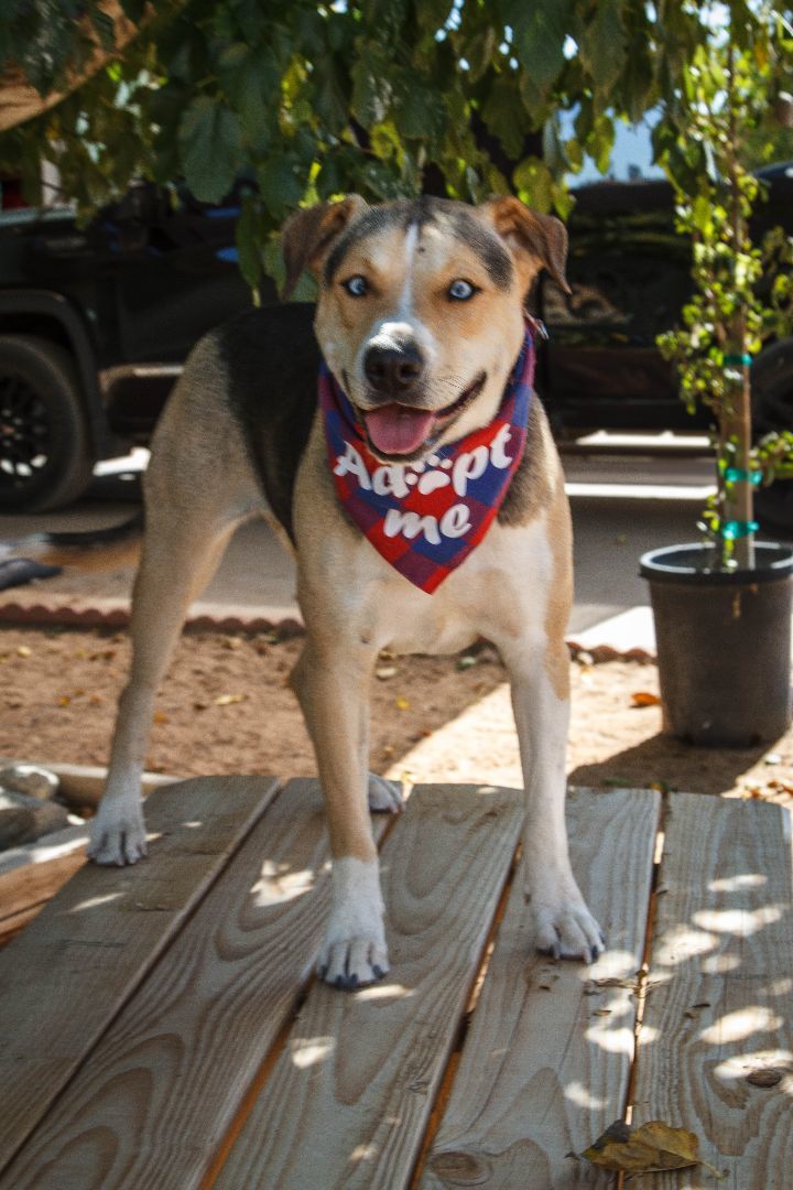 Zara, a Adoptable mixed breed in Yucca Valley, CA image 2/5