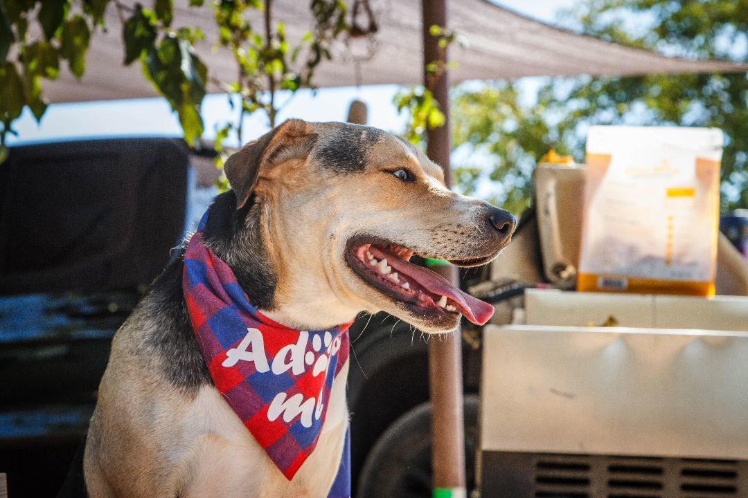 Zara, a Adoptable mixed breed in Yucca Valley, CA image 3/5