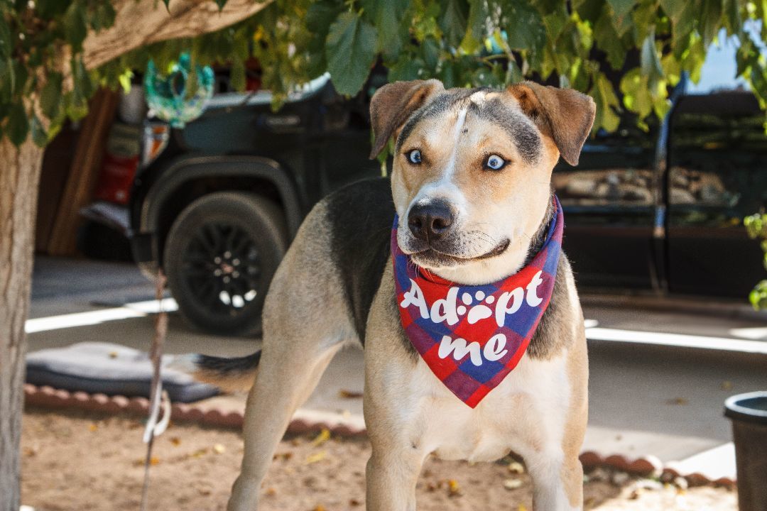 Zara, a Adoptable mixed breed in Yucca Valley, CA image 1/5