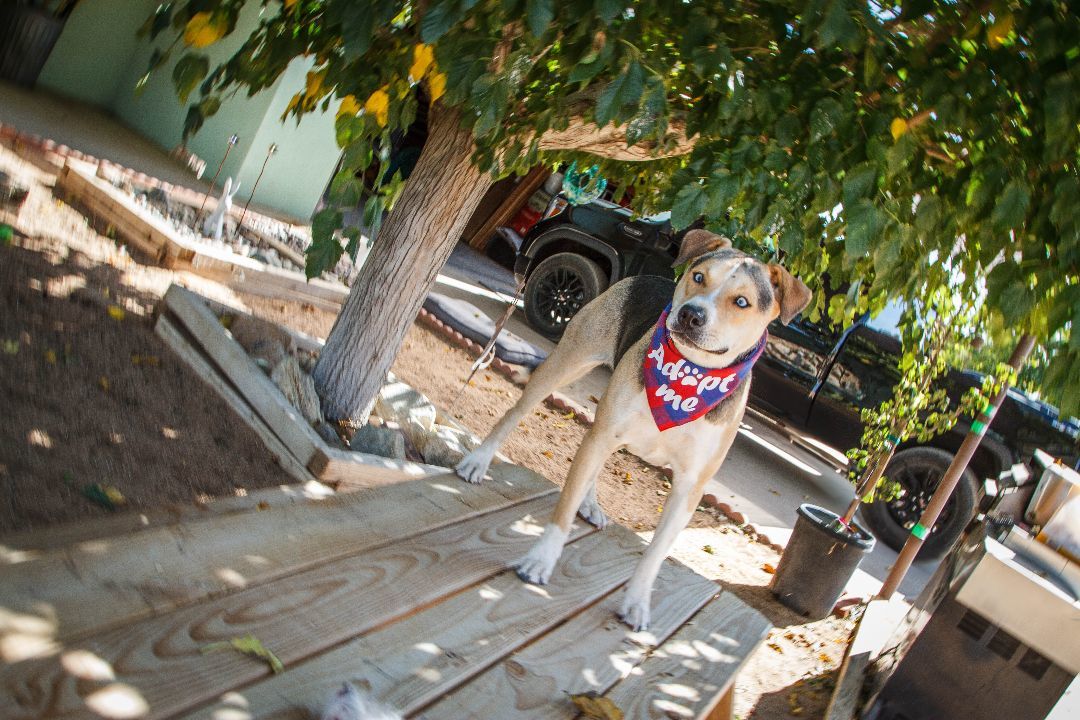 Zara, a Adoptable mixed breed in Yucca Valley, CA image 4/5