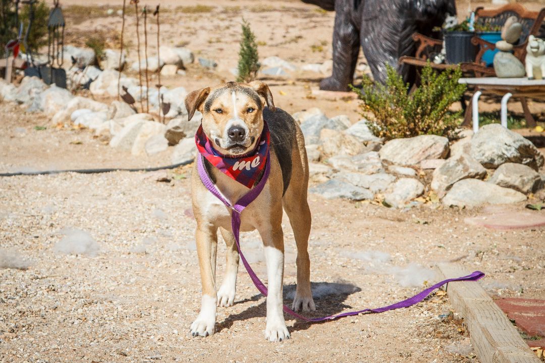 Zara, a Adoptable mixed breed in Yucca Valley, CA image 5/5