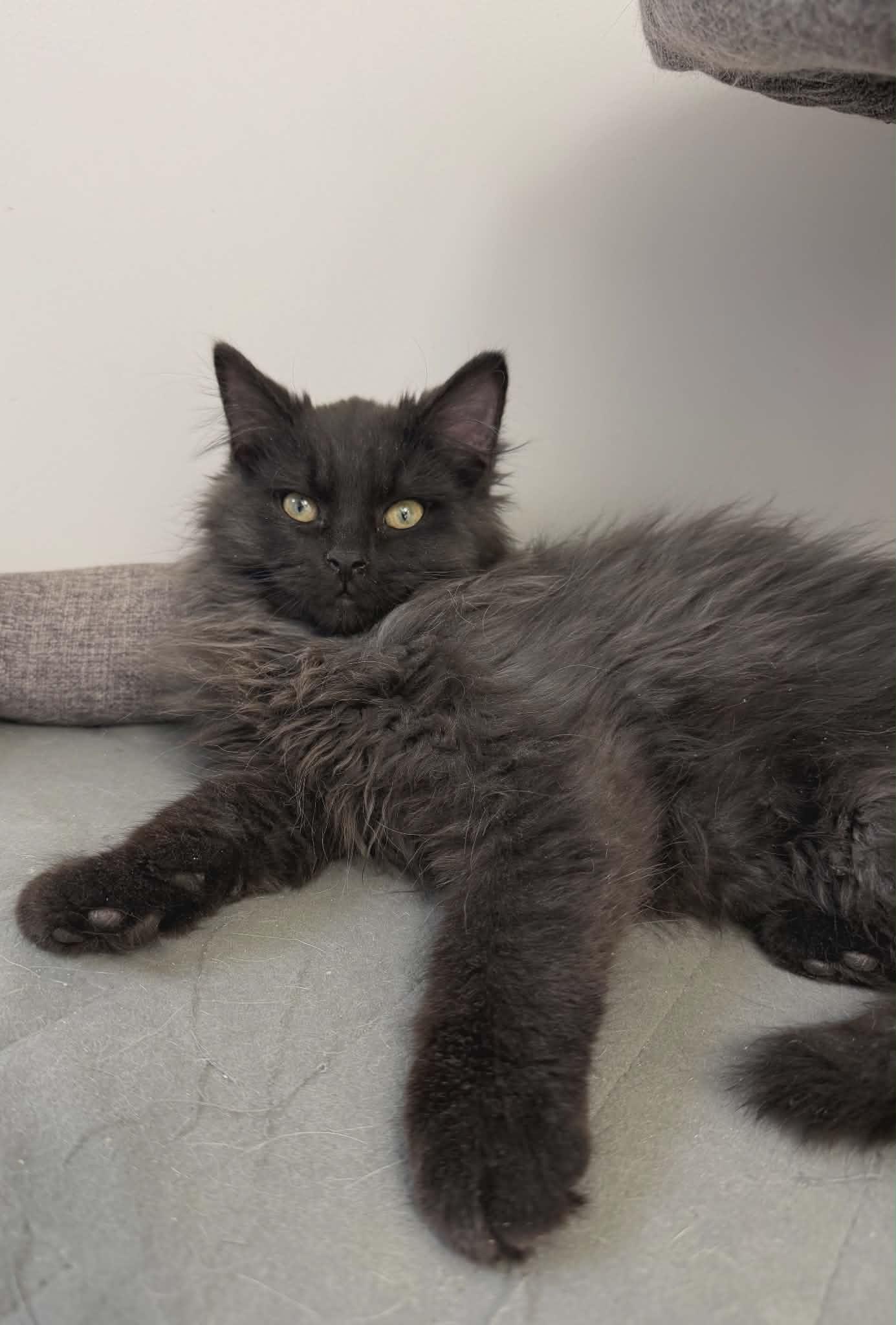 Enlarge Smokey, a Adopted Domestic Long Hair in Fort Thomas, KY image 1/1