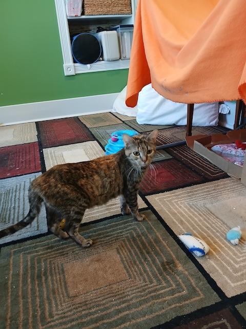 Margo, a Adoptable Domestic Short Hair in Denver, CO image 2/4