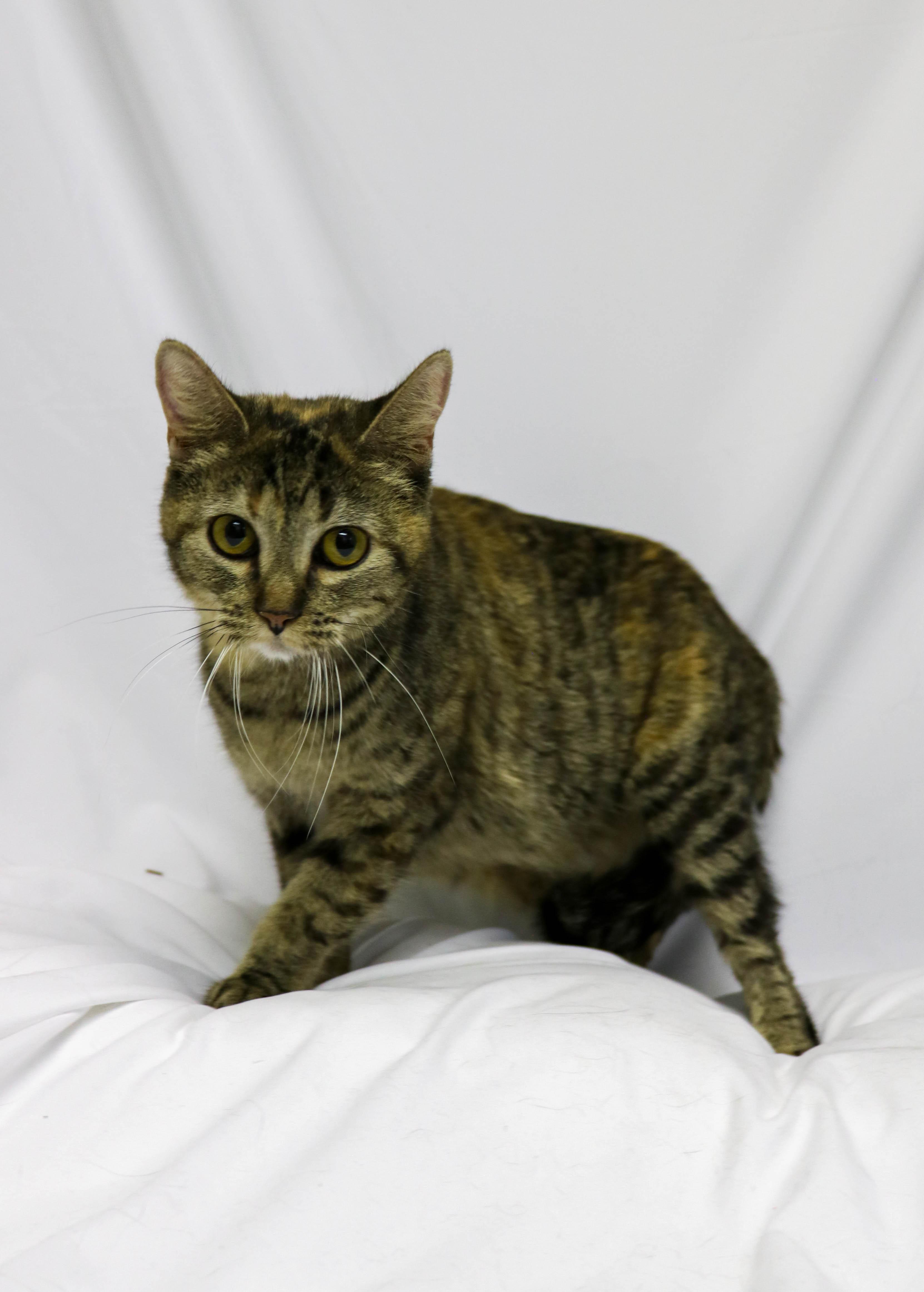 Margo, Adoptable, Adult Female Domestic Short Hair.
