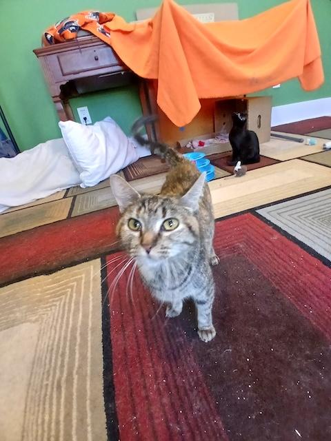 Margo, a Adoptable Domestic Short Hair in Denver, CO image 4/4