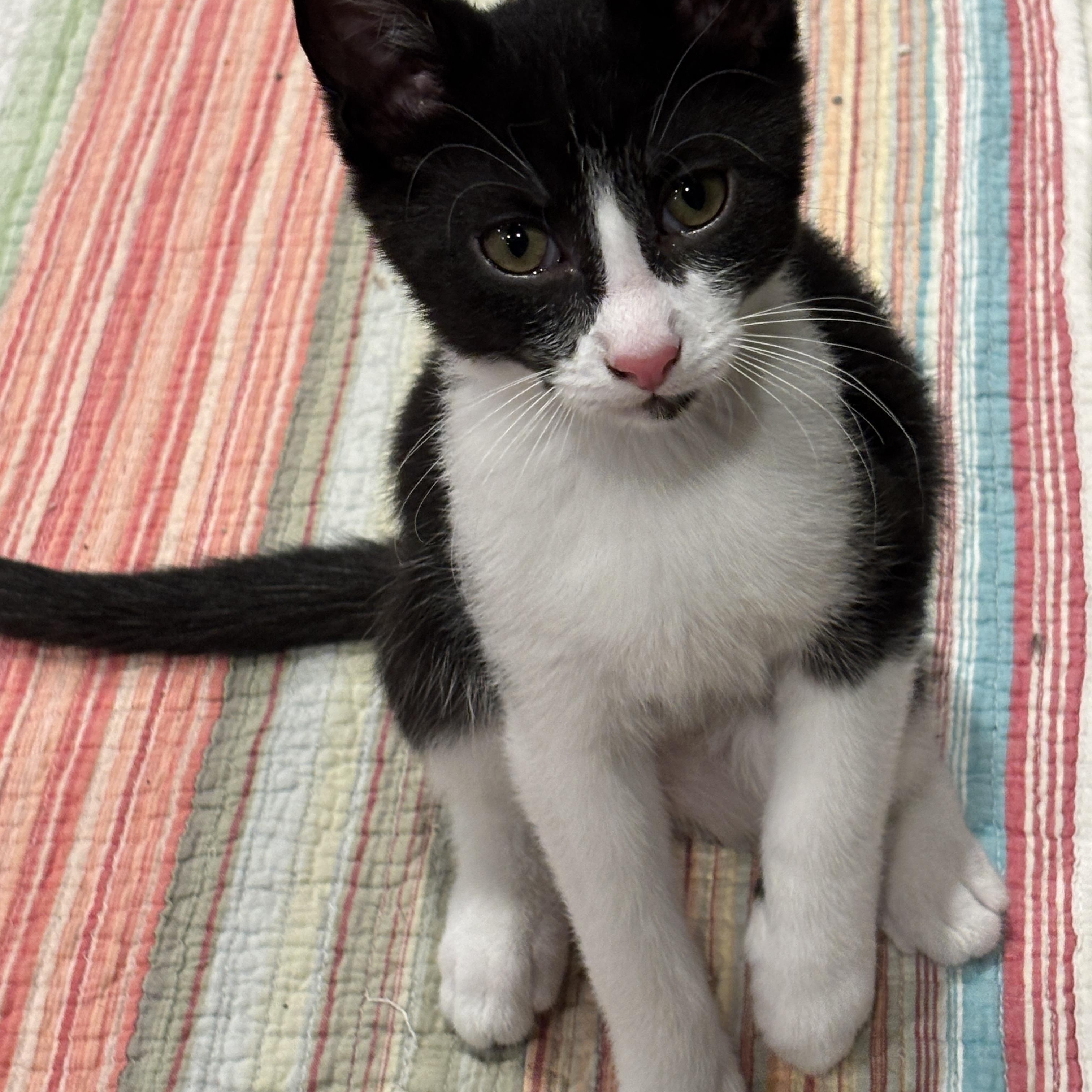 Jack, adopted, Kitten Male Domestic Long Hair.