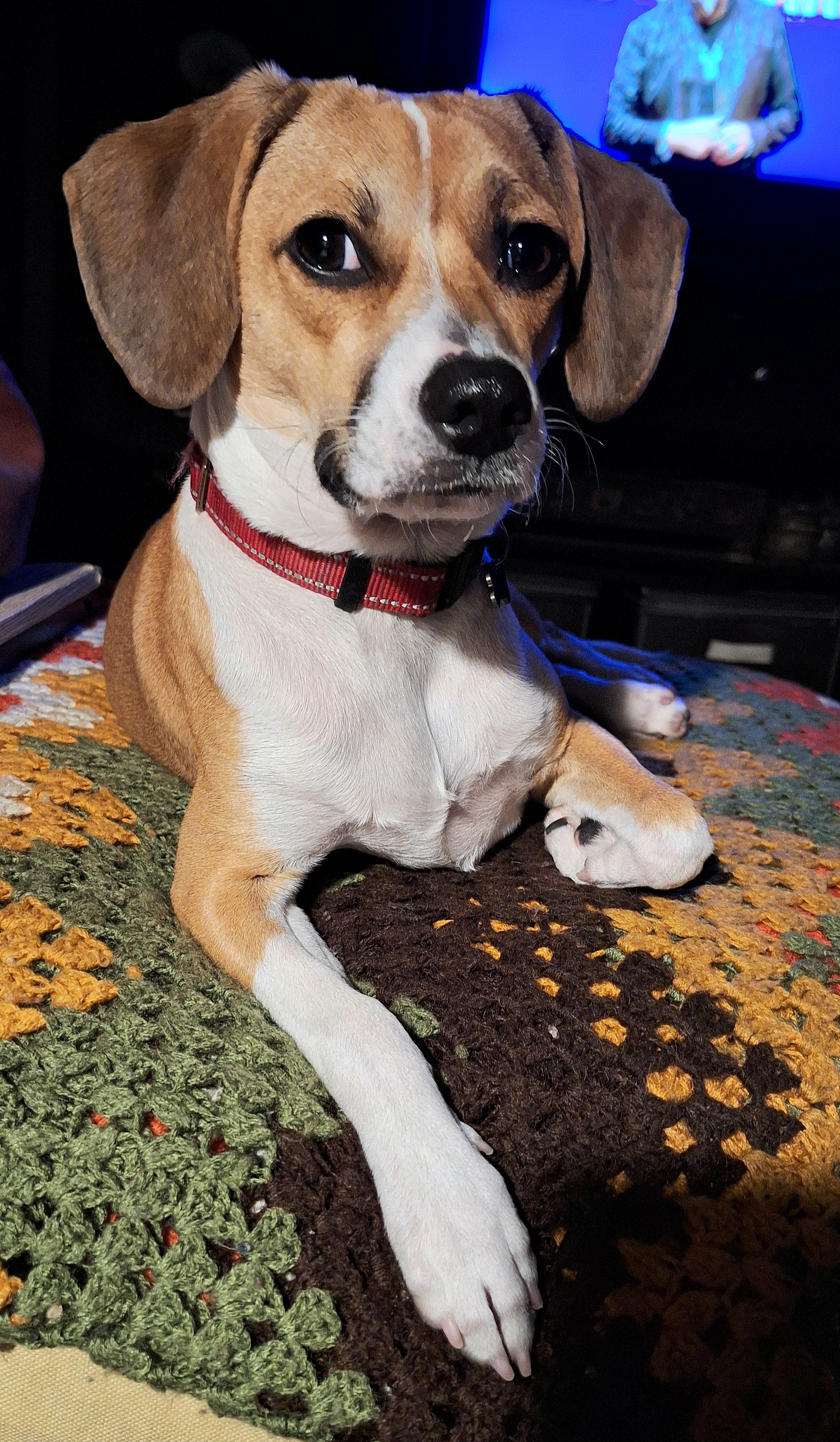 Enlarge Shiloh, a Adopted Beagle in Covina, CA image 4/5