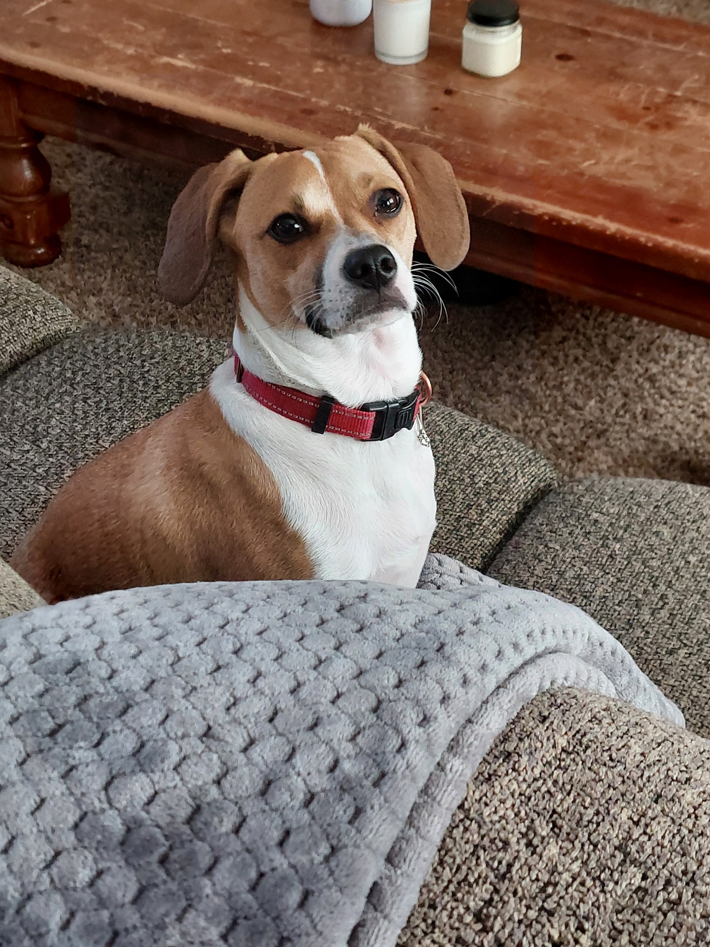 Enlarge Shiloh, a Adopted Beagle in Covina, CA image 3/5