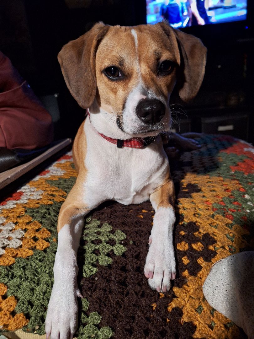 Enlarge Shiloh, a Adopted Beagle in Covina, CA image 2/5