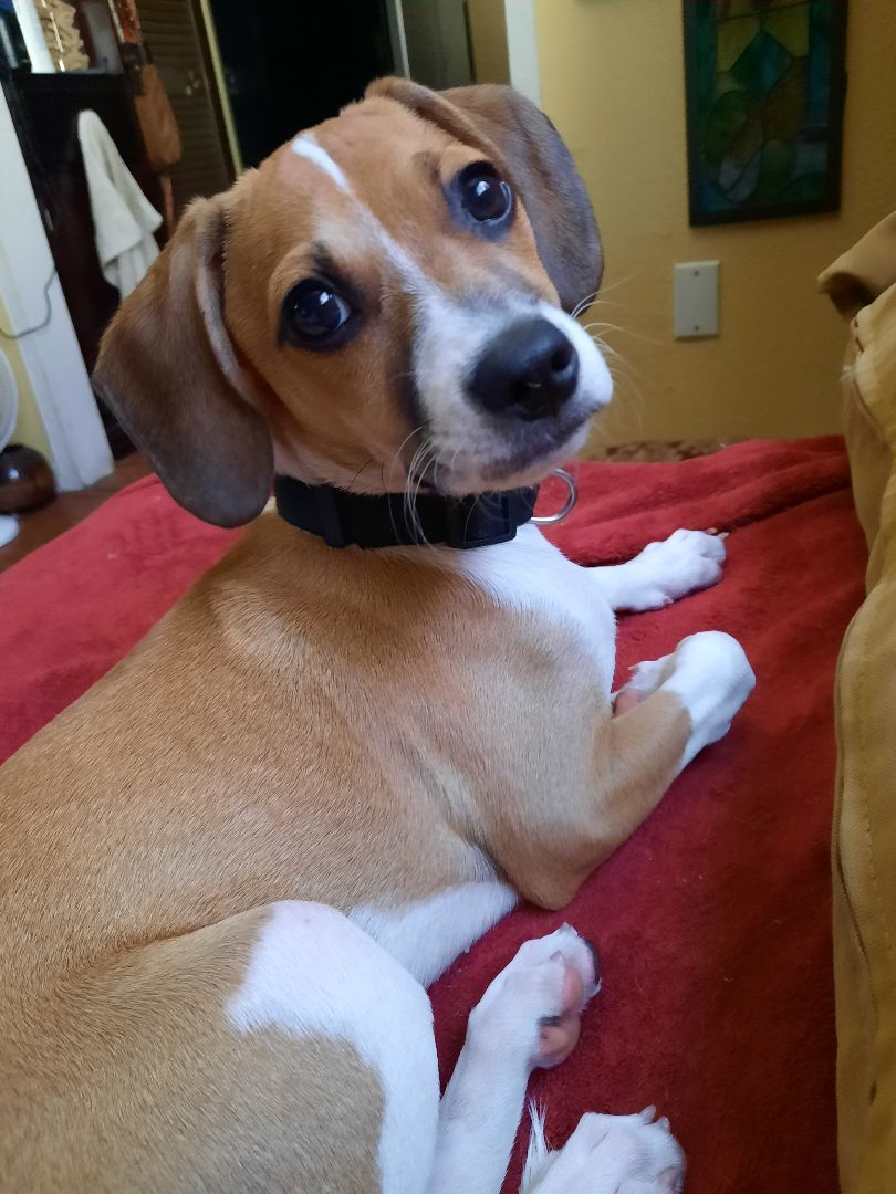 Shiloh, Adopted, Puppy Male Beagle.