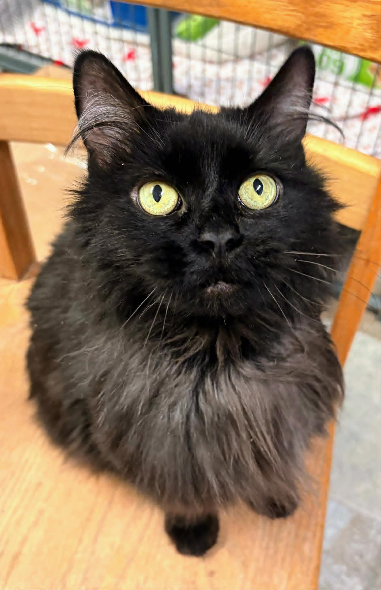 Scarlet, adopted, Adult Female Domestic Long Hair.