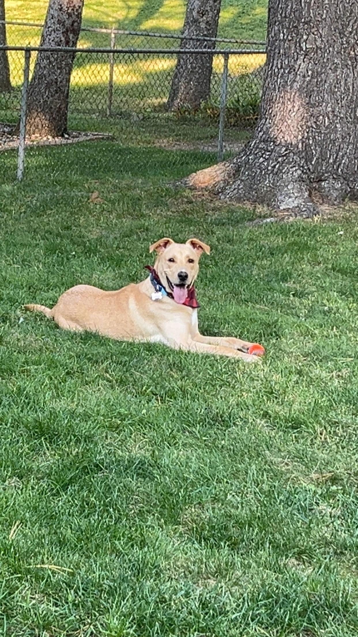 Cheta, a Adoptable Labrador Retriever in Brooklyn Center, MN image 1/3