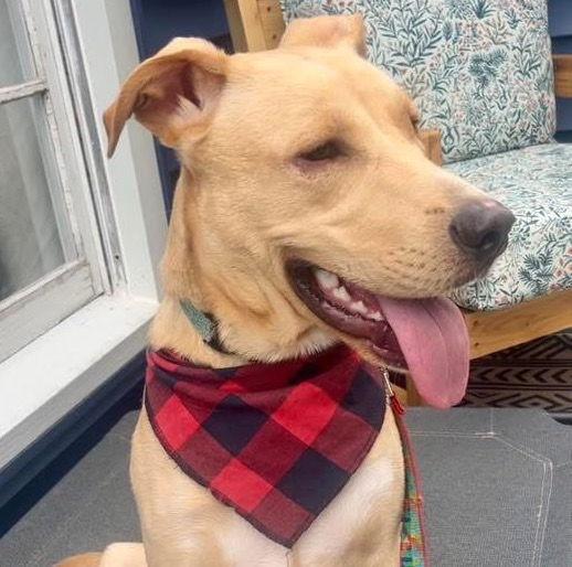 Cheta, a Adoptable Labrador Retriever in Brooklyn Center, MN image 2/3