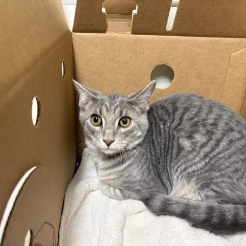 Winnie, Adoptable, Young Female Domestic Short Hair.