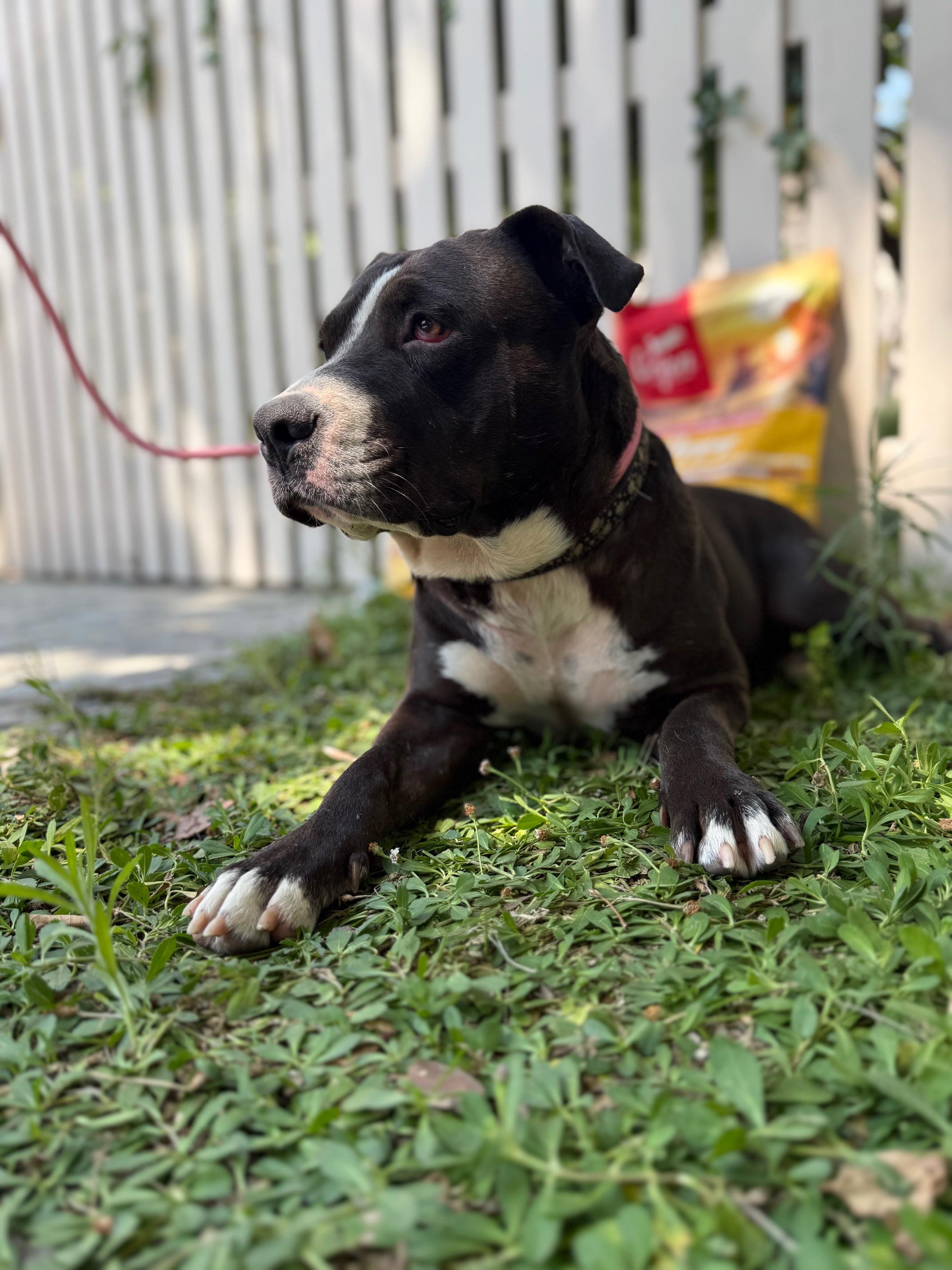 Enlarge Poppy, a Adoptable mixed breed in Burbank, CA image 4/4