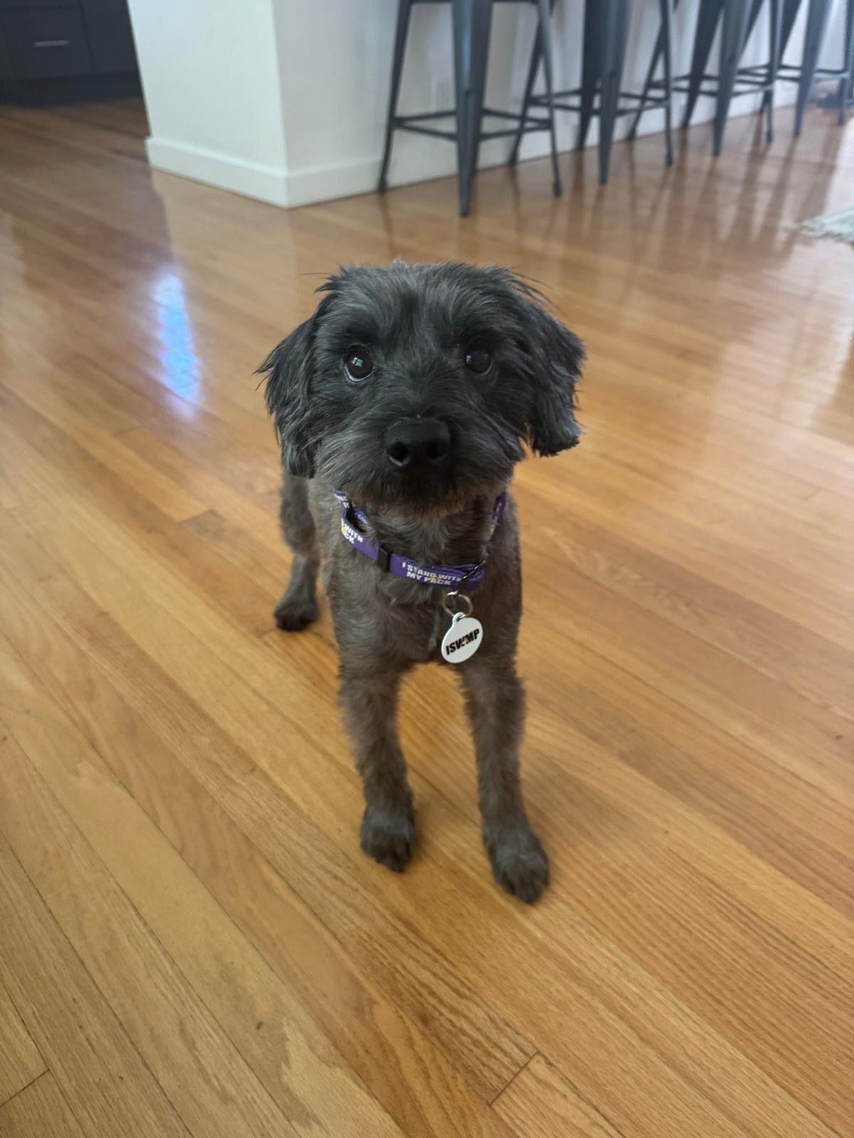 Enlarge Darcy, a Adoptable Miniature Schnauzer in Los Angeles, CA image 4/6