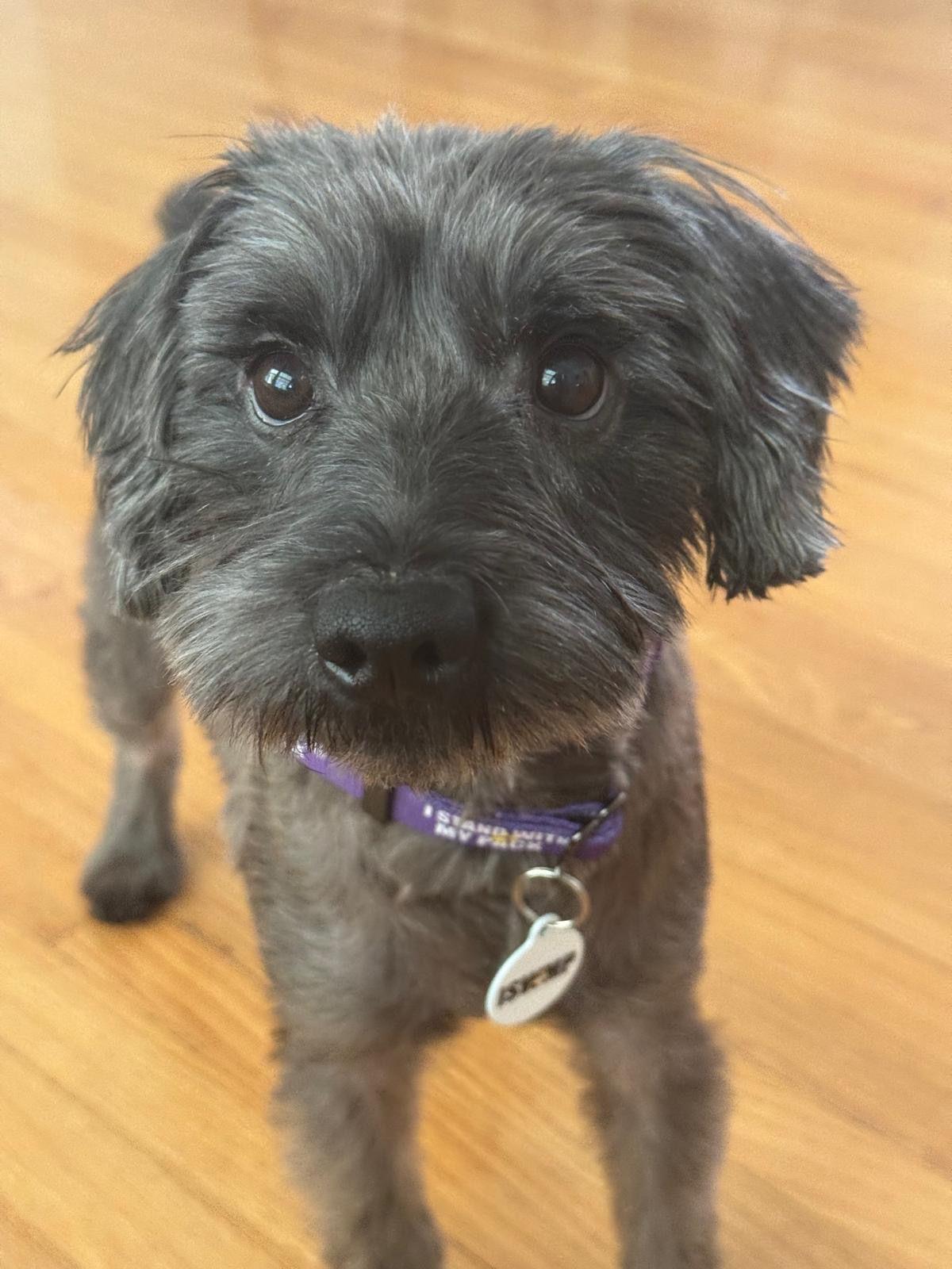 Enlarge Darcy, a Adoptable Miniature Schnauzer in Los Angeles, CA image 3/6