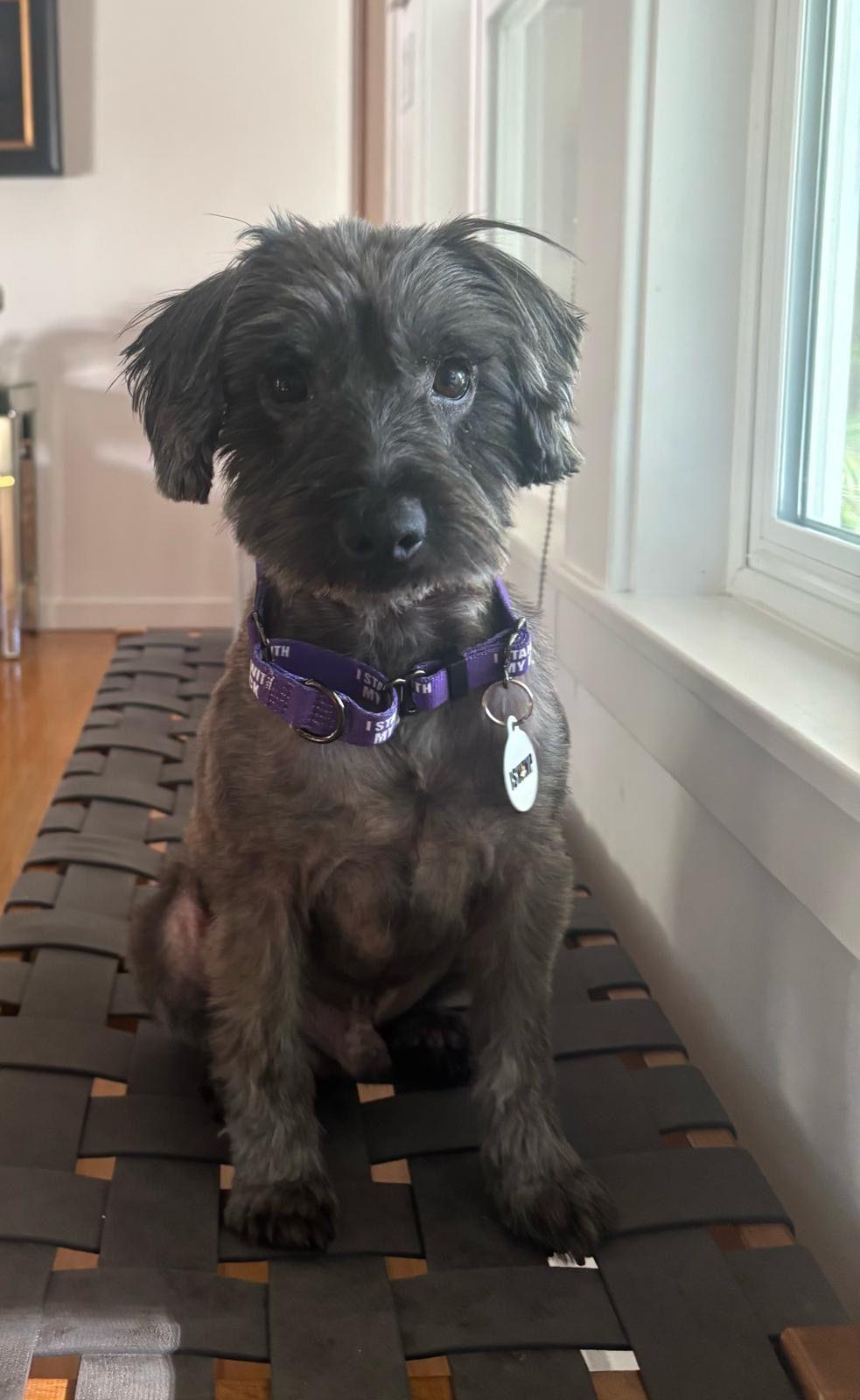 Enlarge Darcy, a Adoptable Miniature Schnauzer in Los Angeles, CA image 1/6